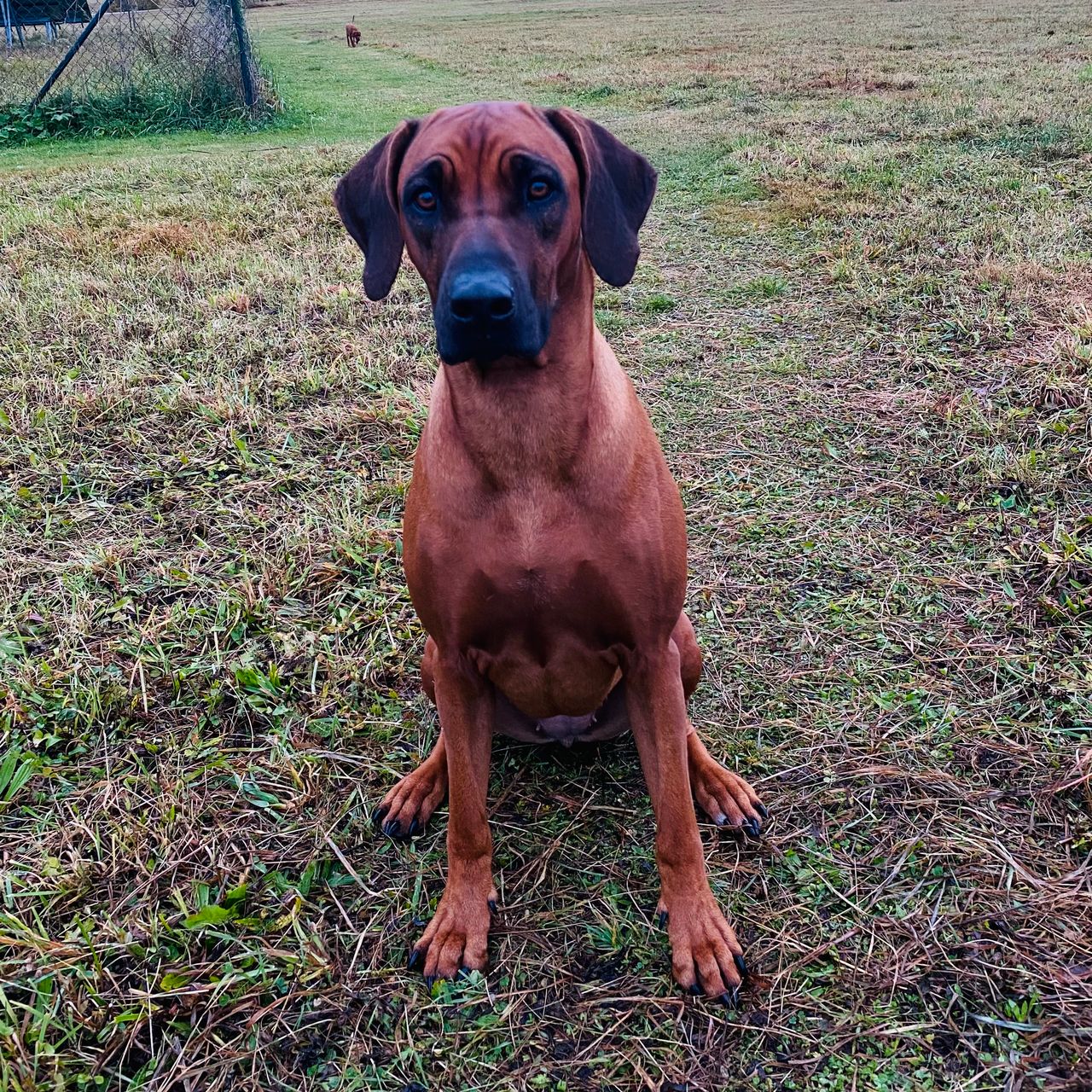 Soutěžní fotografie - Gami,  Rhodéský ridgeback