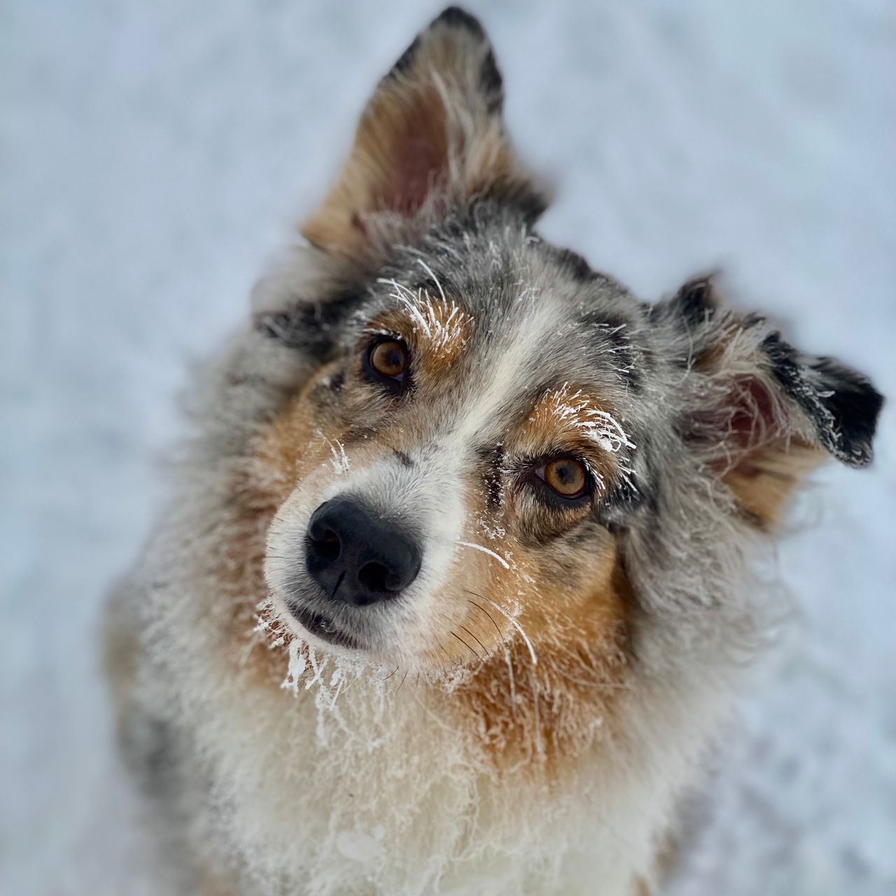 Soutěžní fotografie - Babu,  Australský ovčák