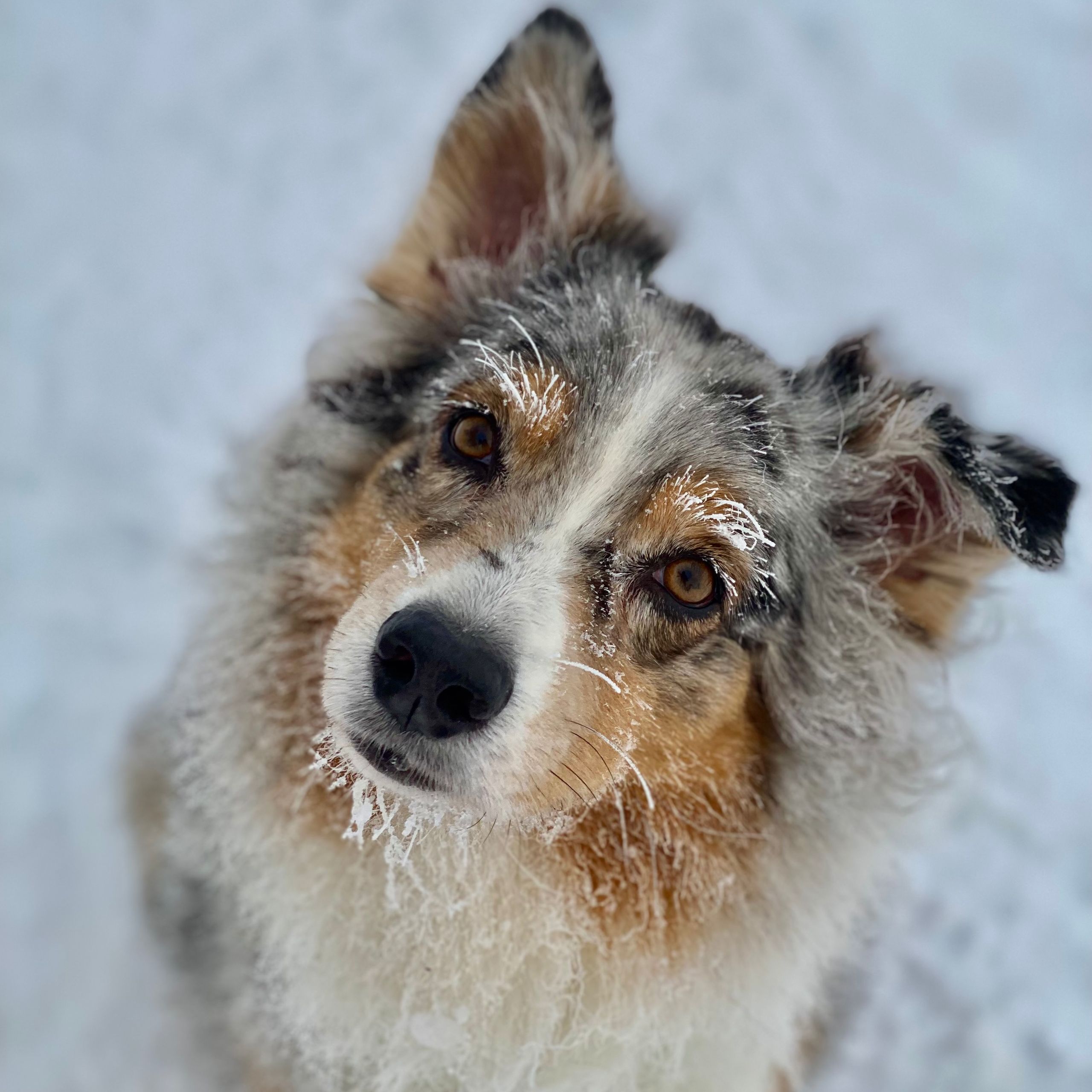 Soutěžní fotografie - Babu,  Australský ovčák