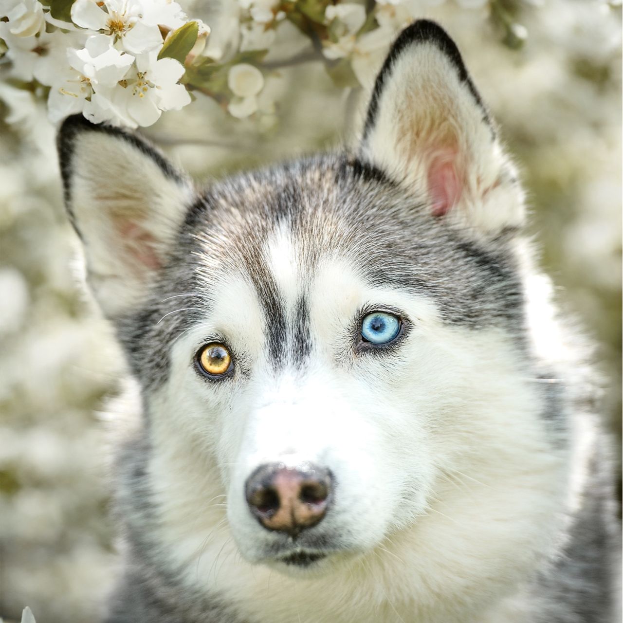 Soutěžní fotografie - Nymeria,  Sibiřský husky