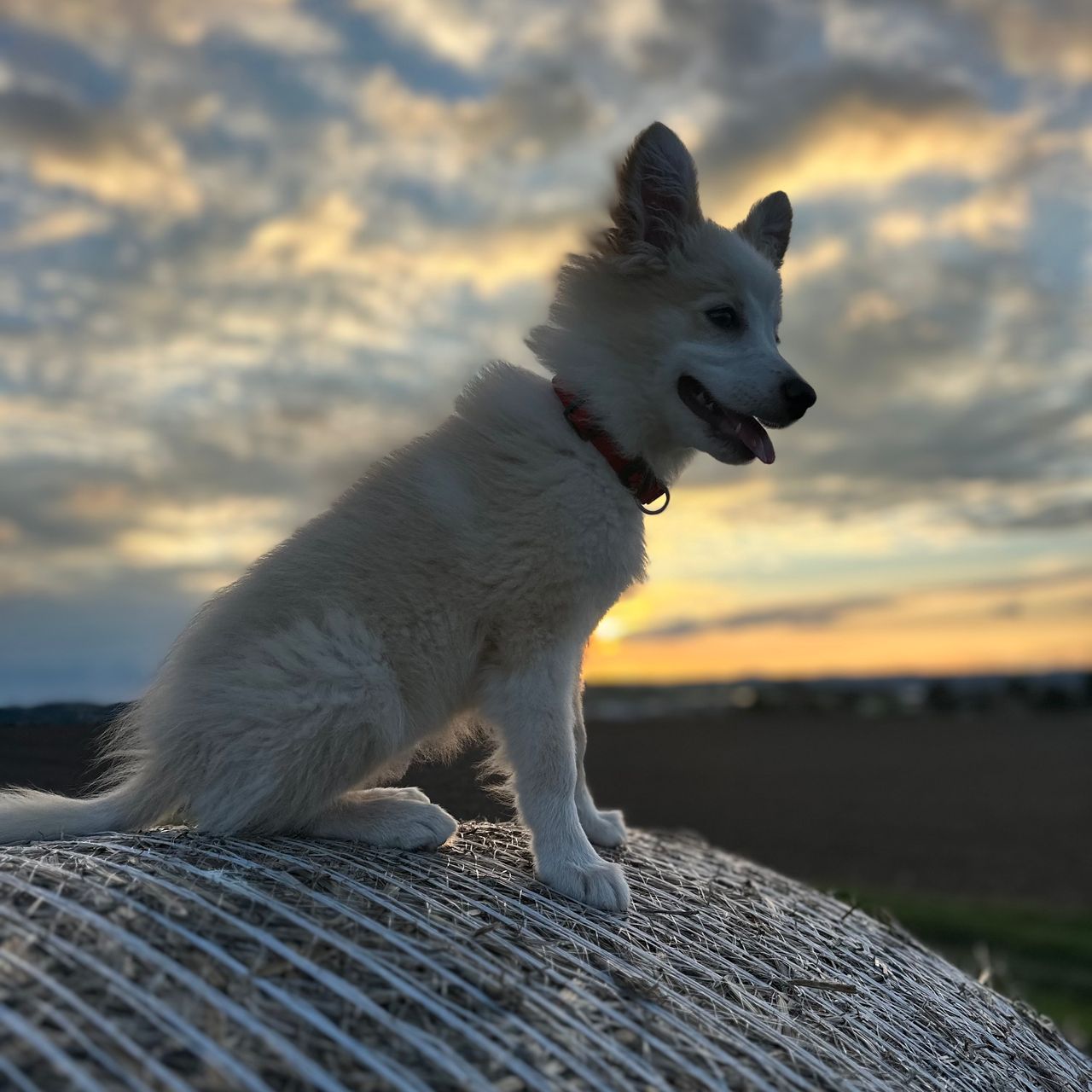 Soutěžní fotografie - Jessie,  Border kolie