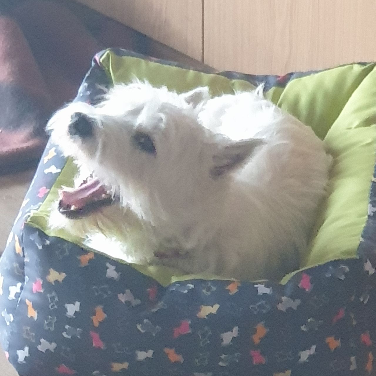 Soutěžní fotografie - Alfík ,  West Highland White Terrier