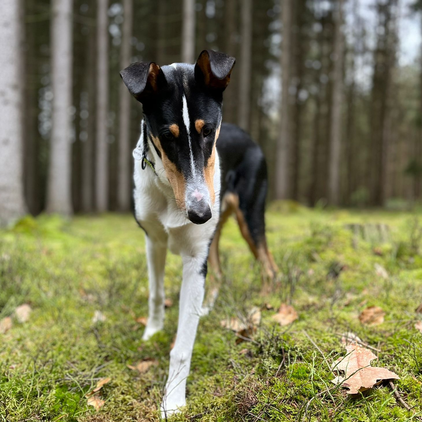 Soutěžní fotografie - Finn,  Kolie krátkosrstá