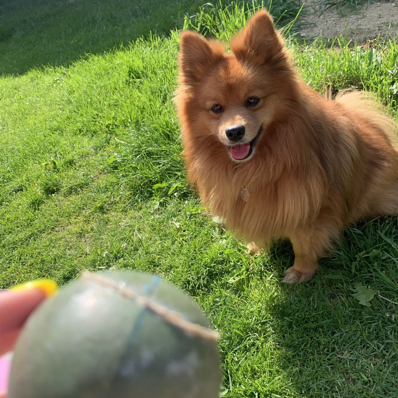 Soutěžní fotografie - Teddy,  Německý špic malý
