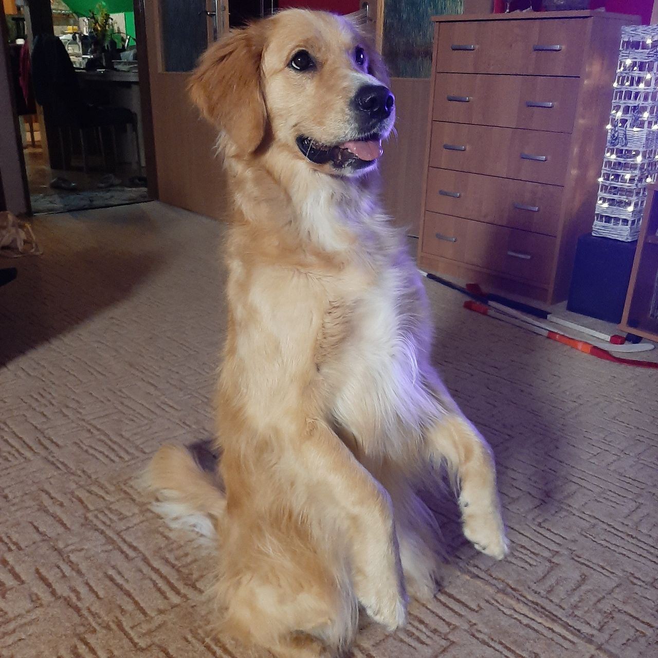 Soutěžní fotografie - Sindy,  Zlatý retriever