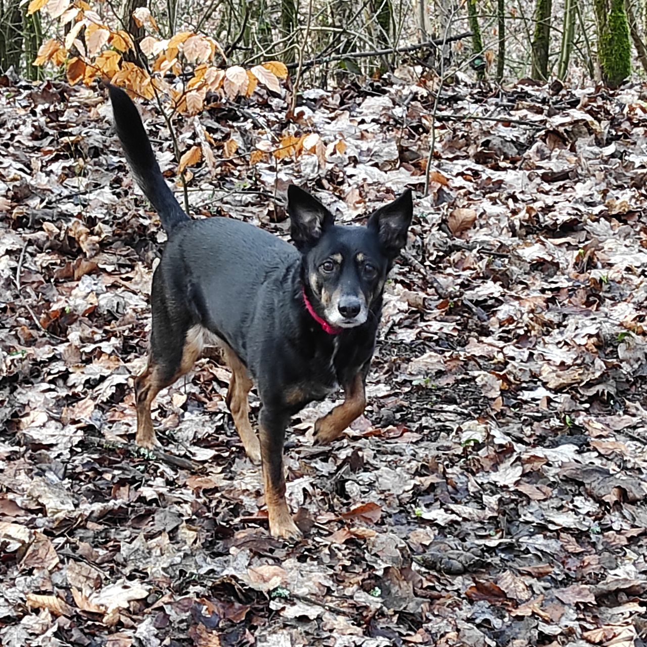 Soutěžní fotografie - Lola,  Ostatní