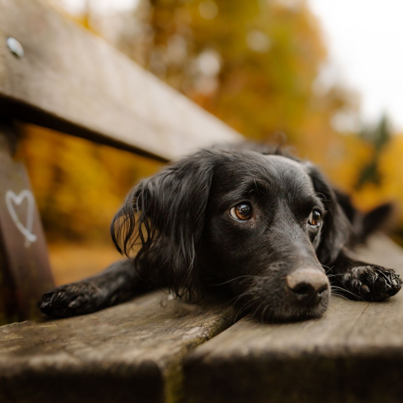 Soutěžní fotografie - Brunito,  Ostatní