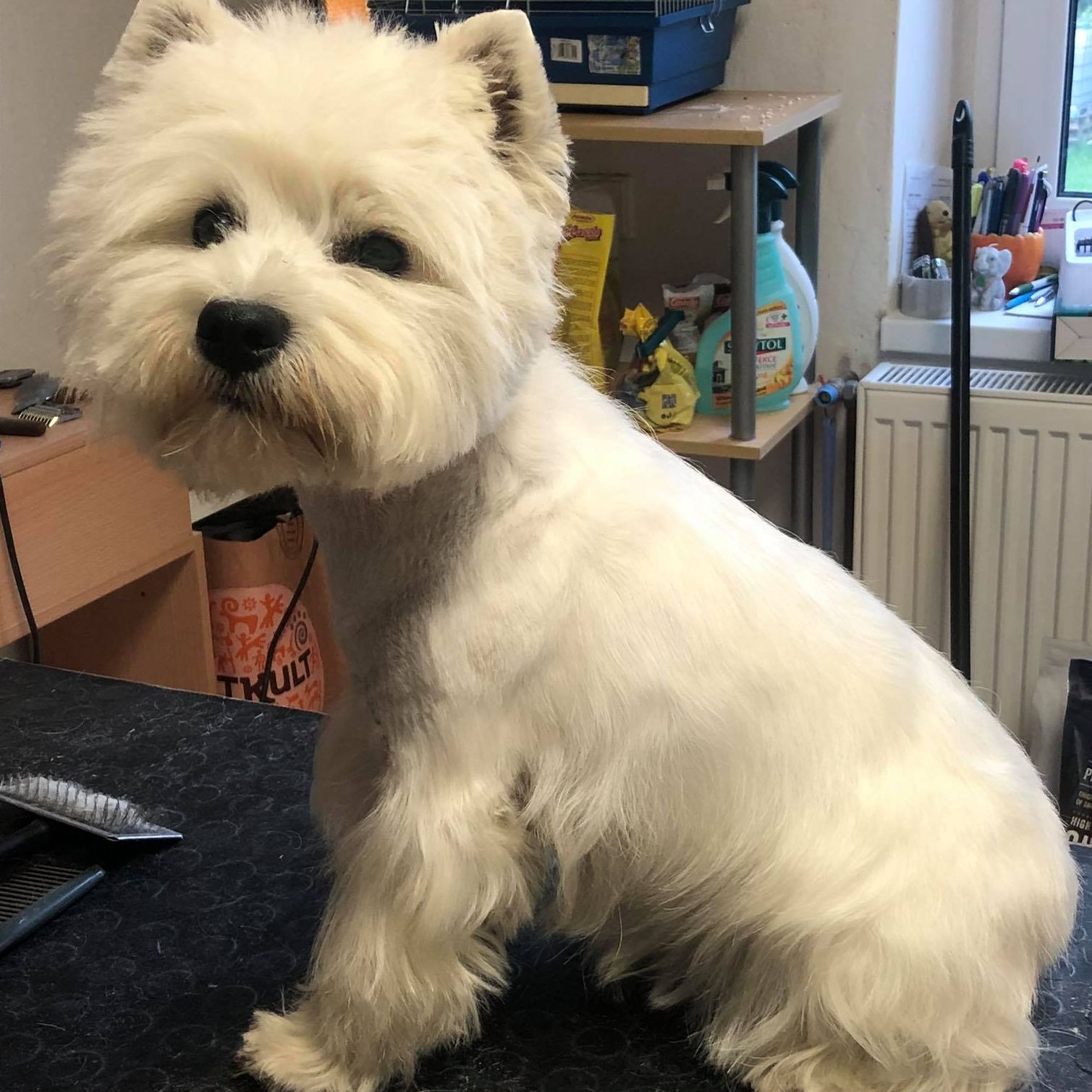 Soutěžní fotografie - Ola,  West Highland White Terrier