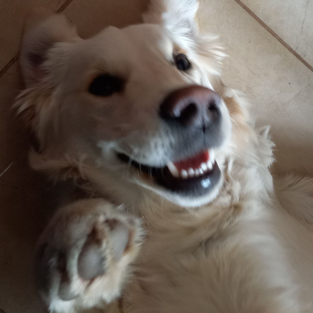 Soutěžní fotografie - Bailey,  Zlatý retriever