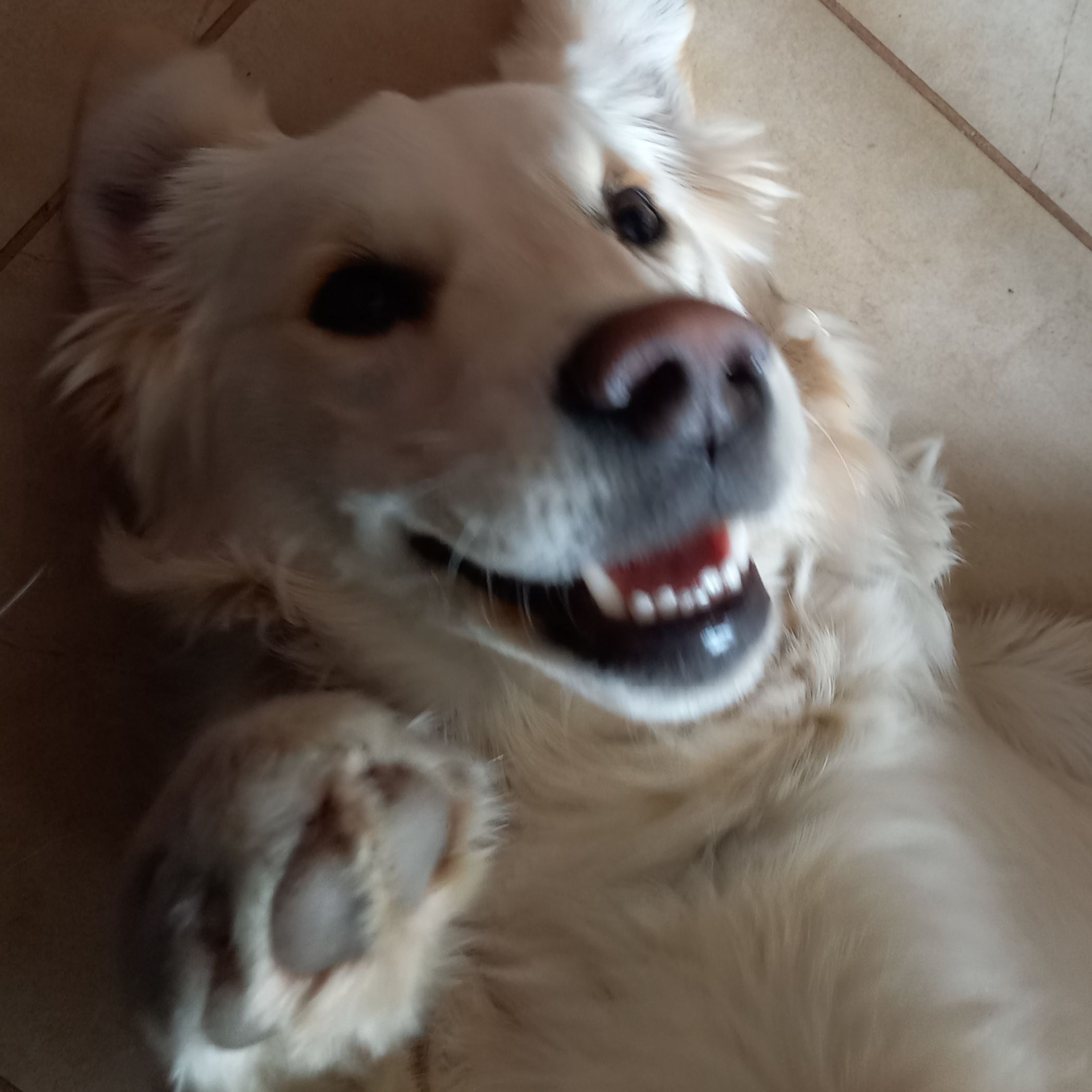 Soutěžní fotografie - Bailey,  Zlatý retriever