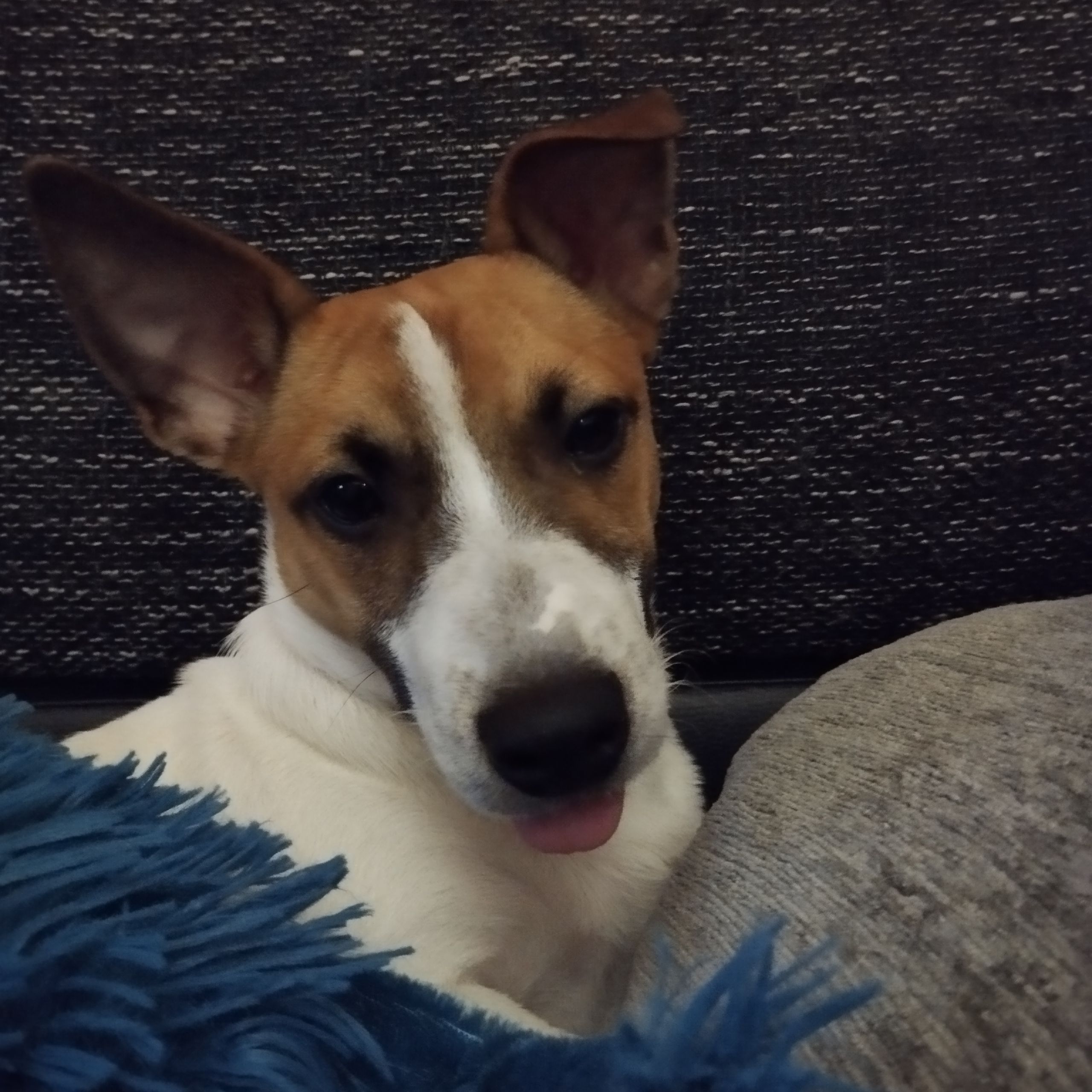 Soutěžní fotografie - Jack,  Jack Russell Teriér