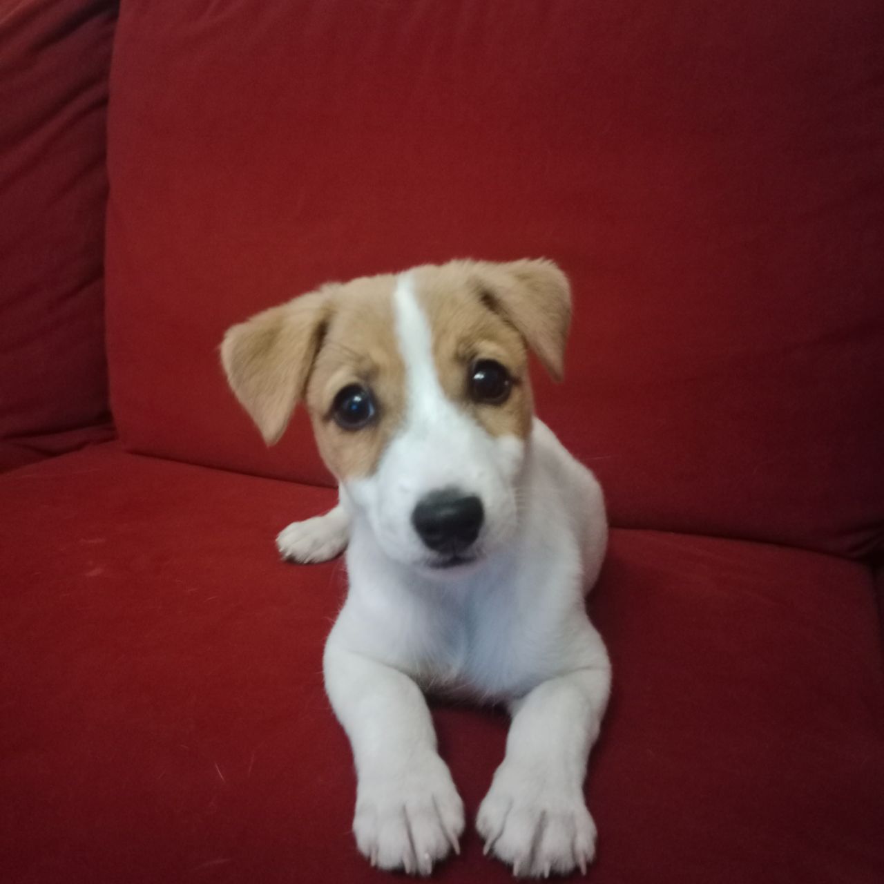 Soutěžní fotografie - Meggi,  Jack Russell Teriér