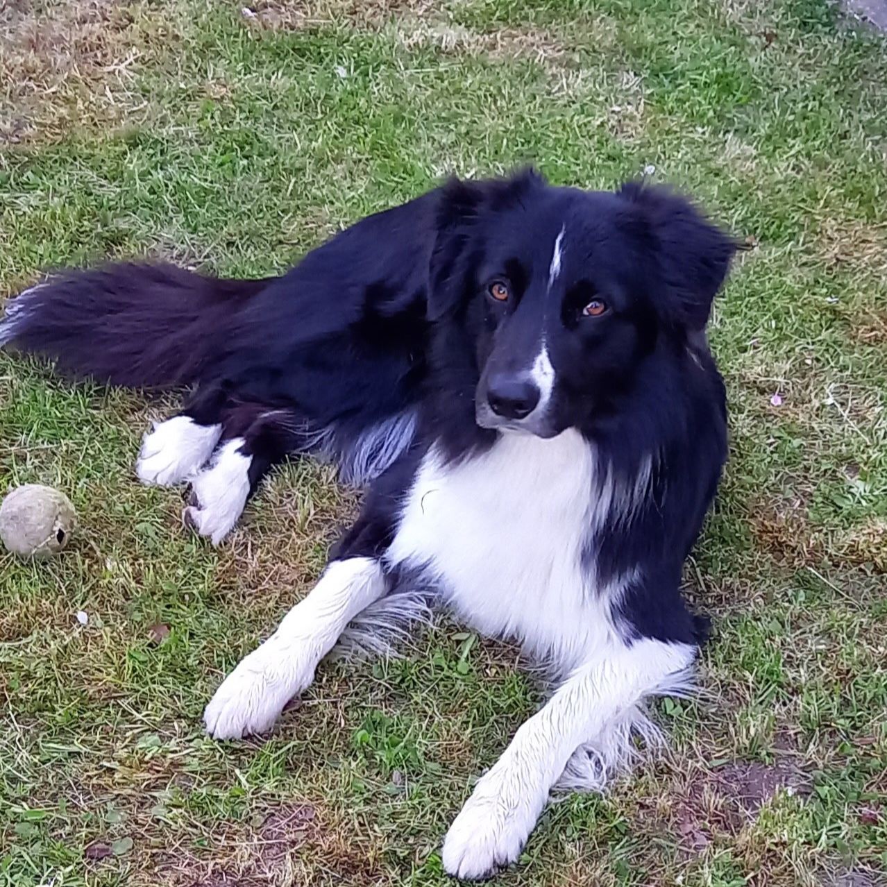 Soutěžní fotografie - Charlie,  Border kolie