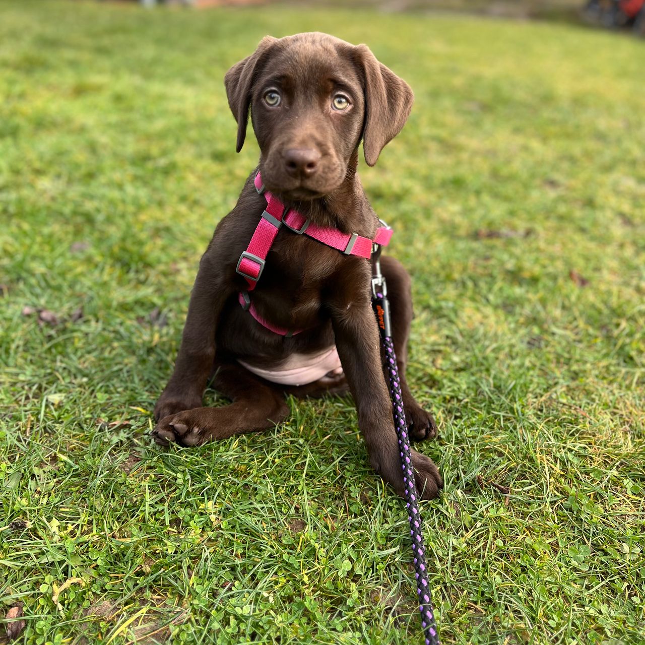 Soutěžní fotografie - Marilyn,  Labradorský retriever