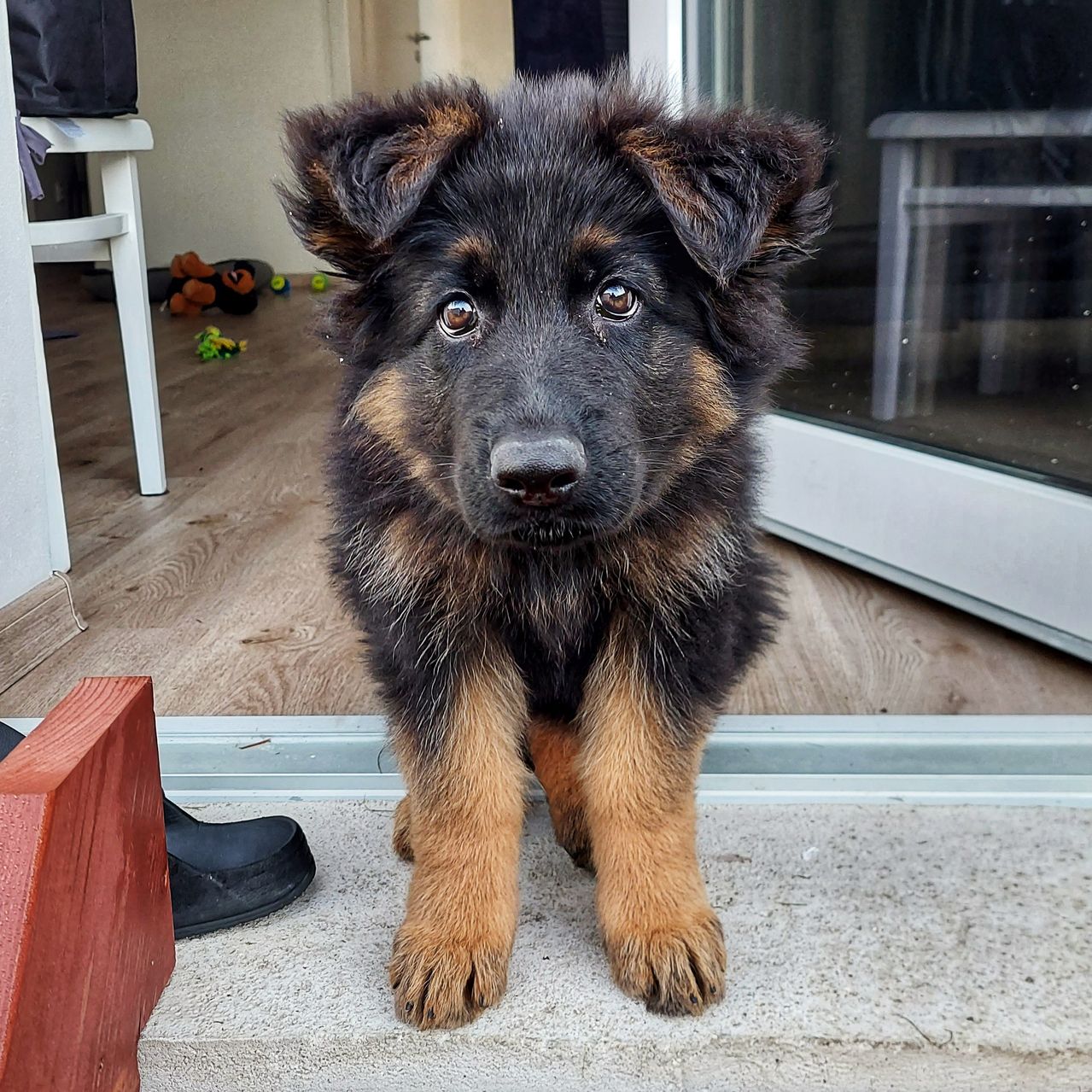 Soutěžní fotografie - Mia,  Německý ovčák