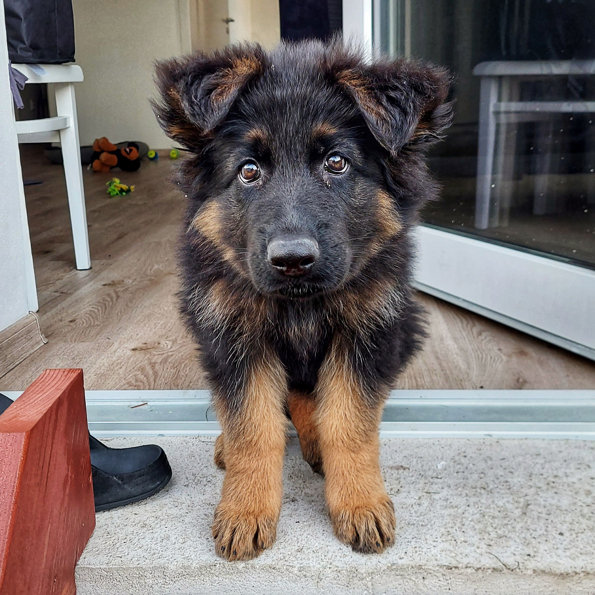 Soutěžní fotografie - Mia,  Německý ovčák
