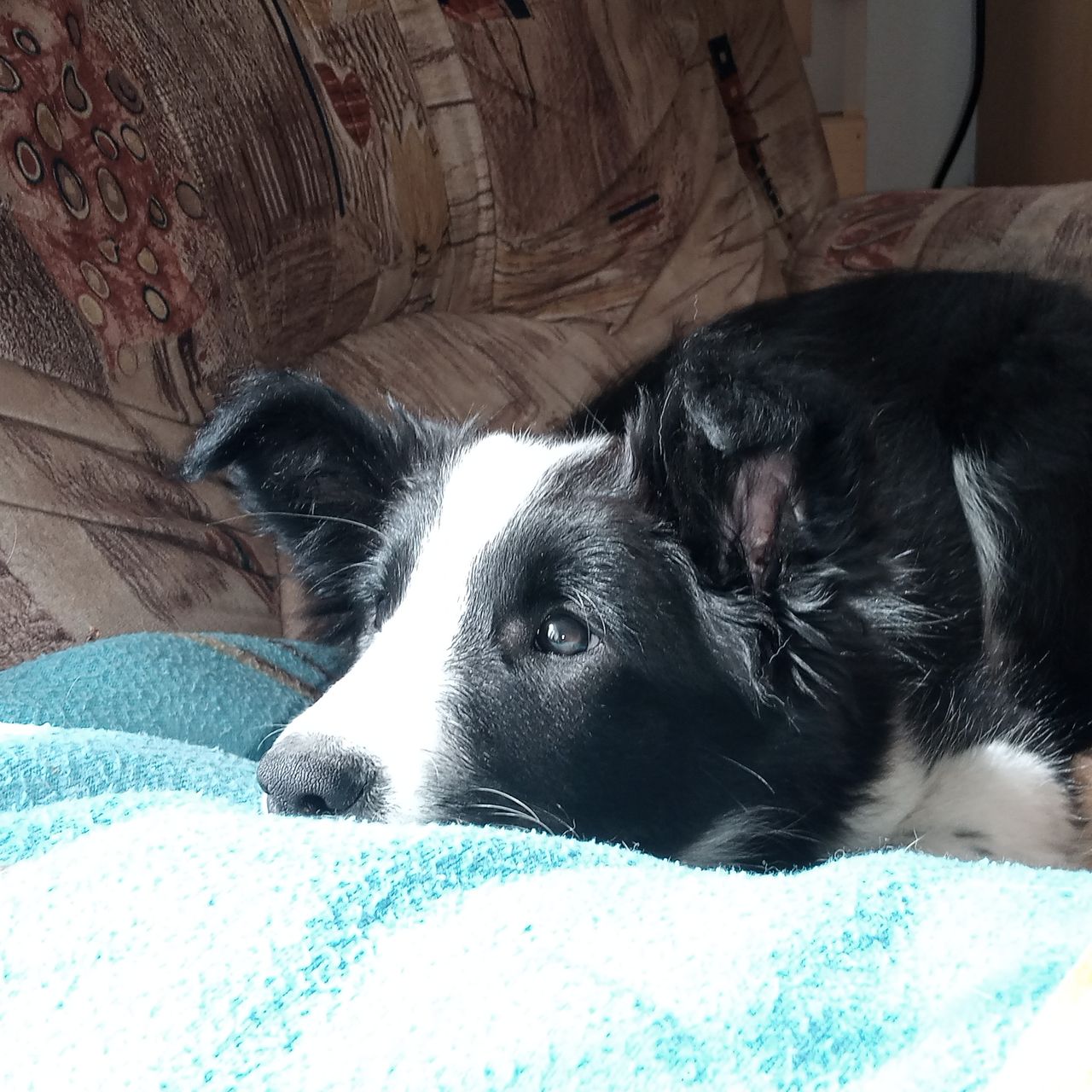 Soutěžní fotografie - Fido,  Border kolie