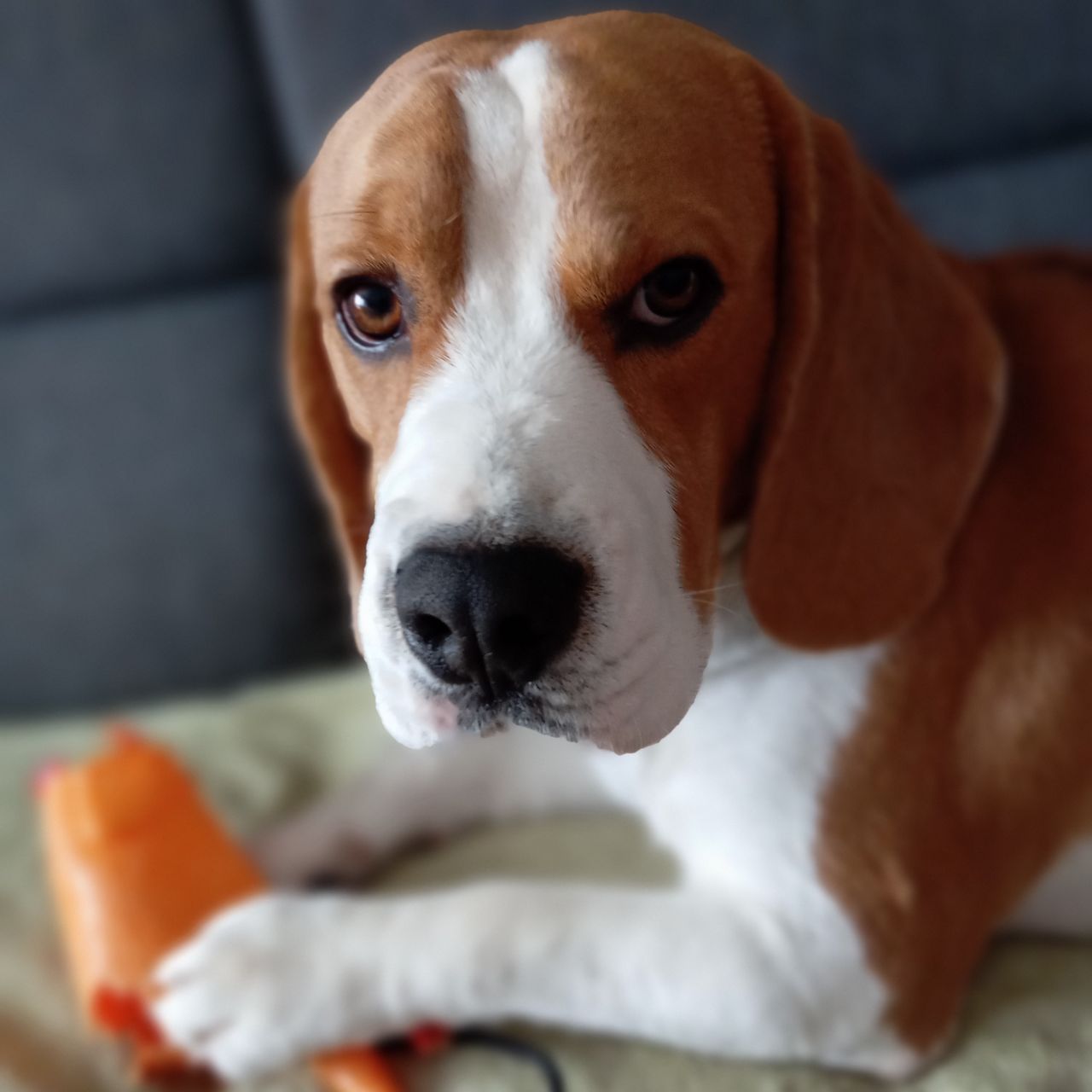 Soutěžní fotografie - Edik,  Beagle