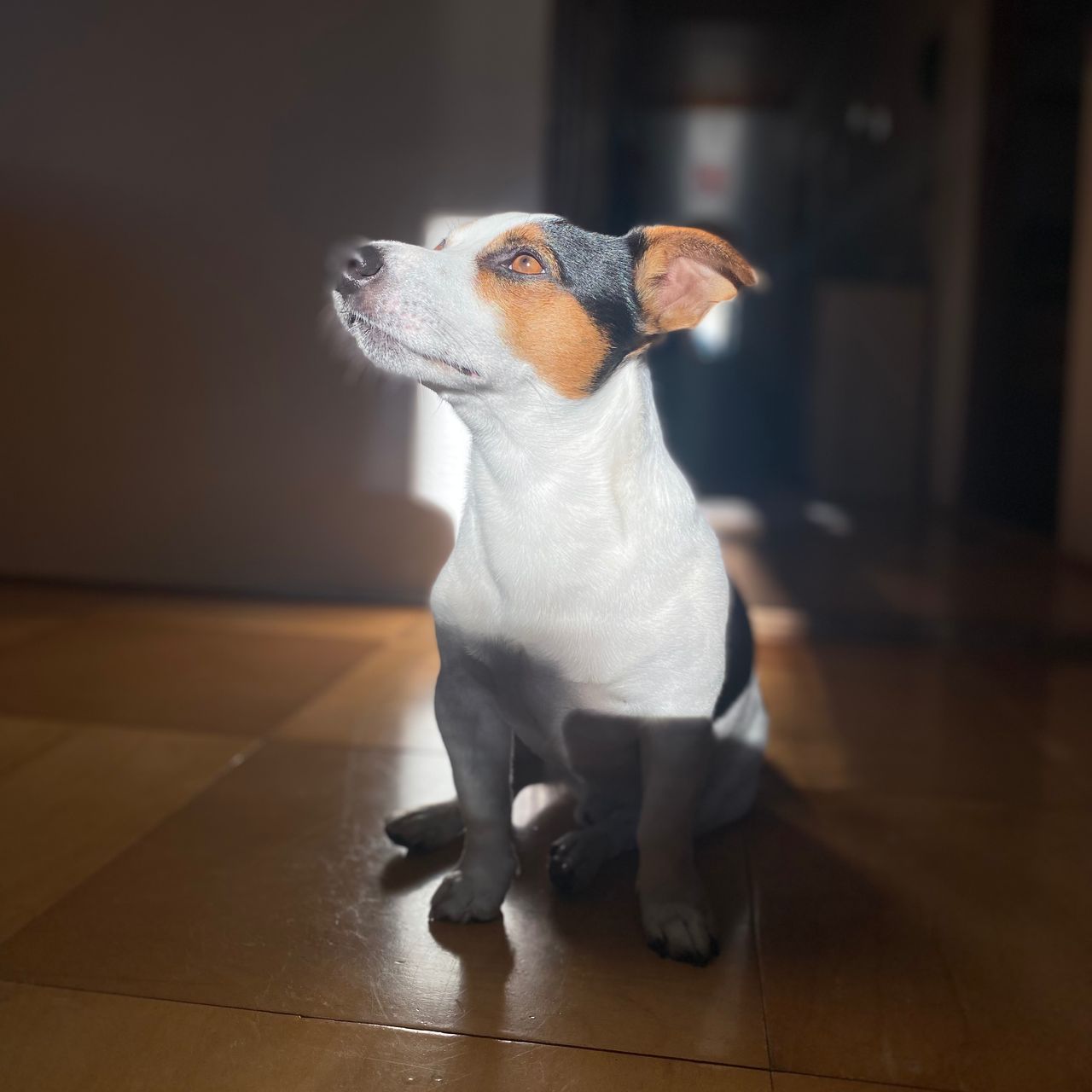 Soutěžní fotografie - Woody,  Jack Russell Teriér