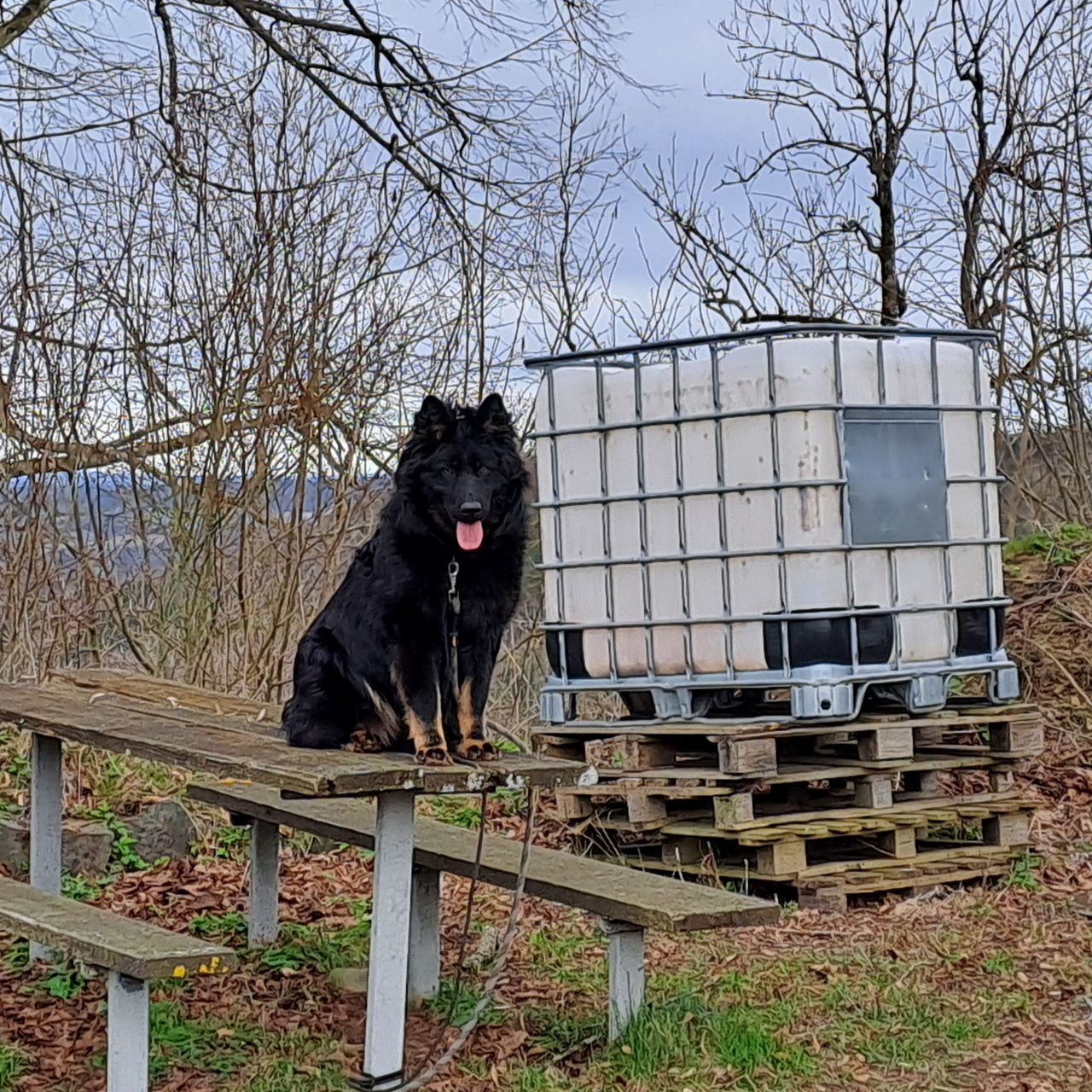 Soutěžní fotografie - Baryk,  Chodský pes