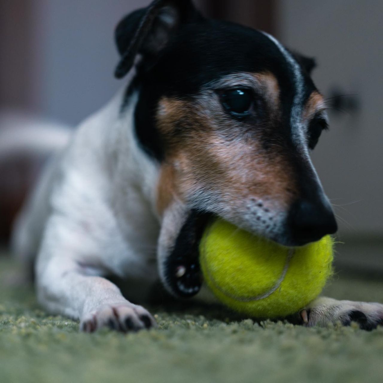 Soutěžní fotografie - Abey,  Jack Russell Teriér