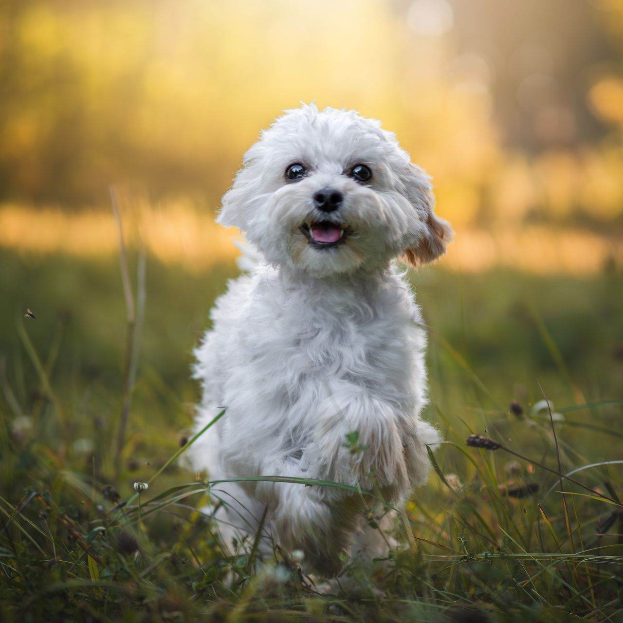 Soutěžní fotografie - Polly,  Ostatní