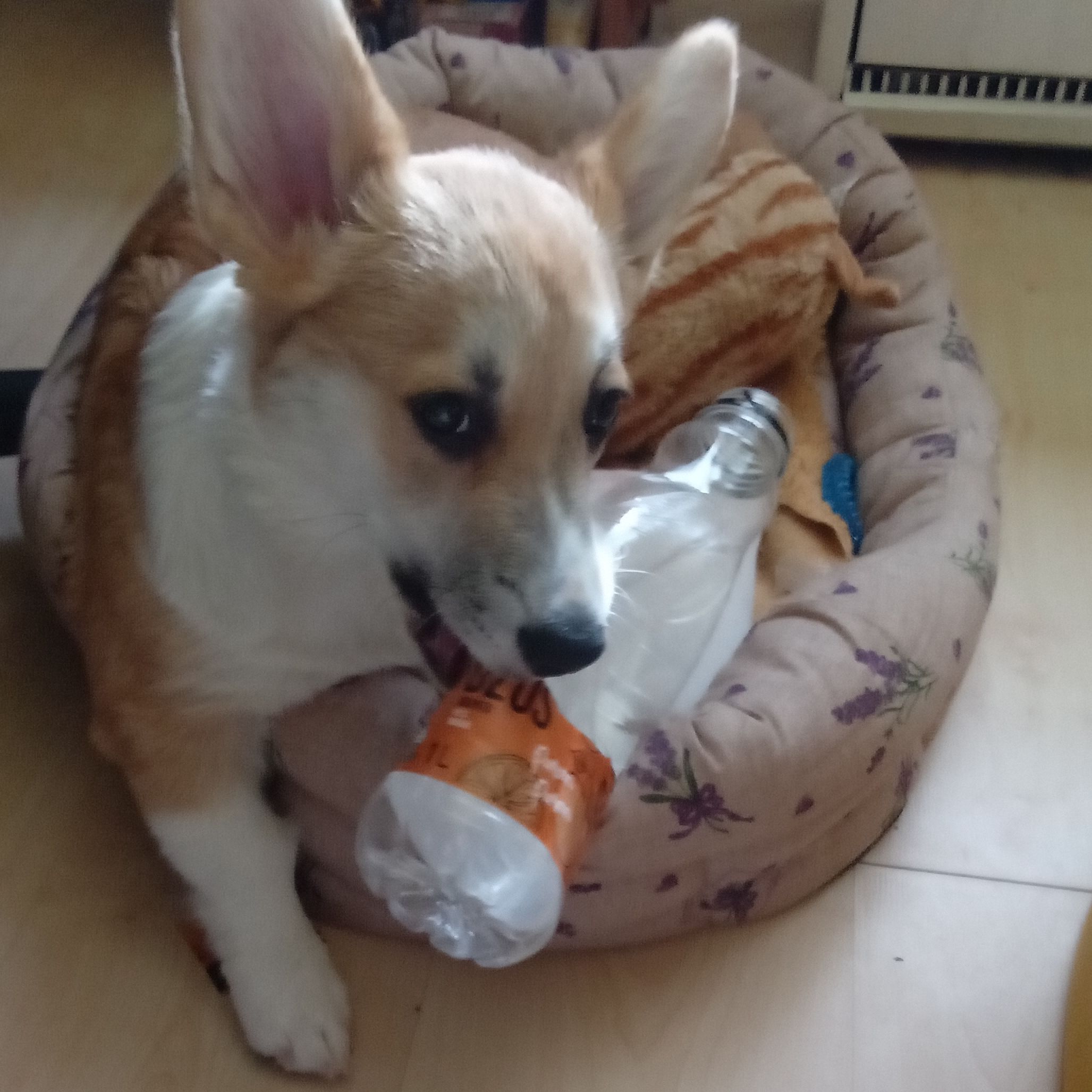 Soutěžní fotografie - Kevin,  Welsh Corgi Pembroke