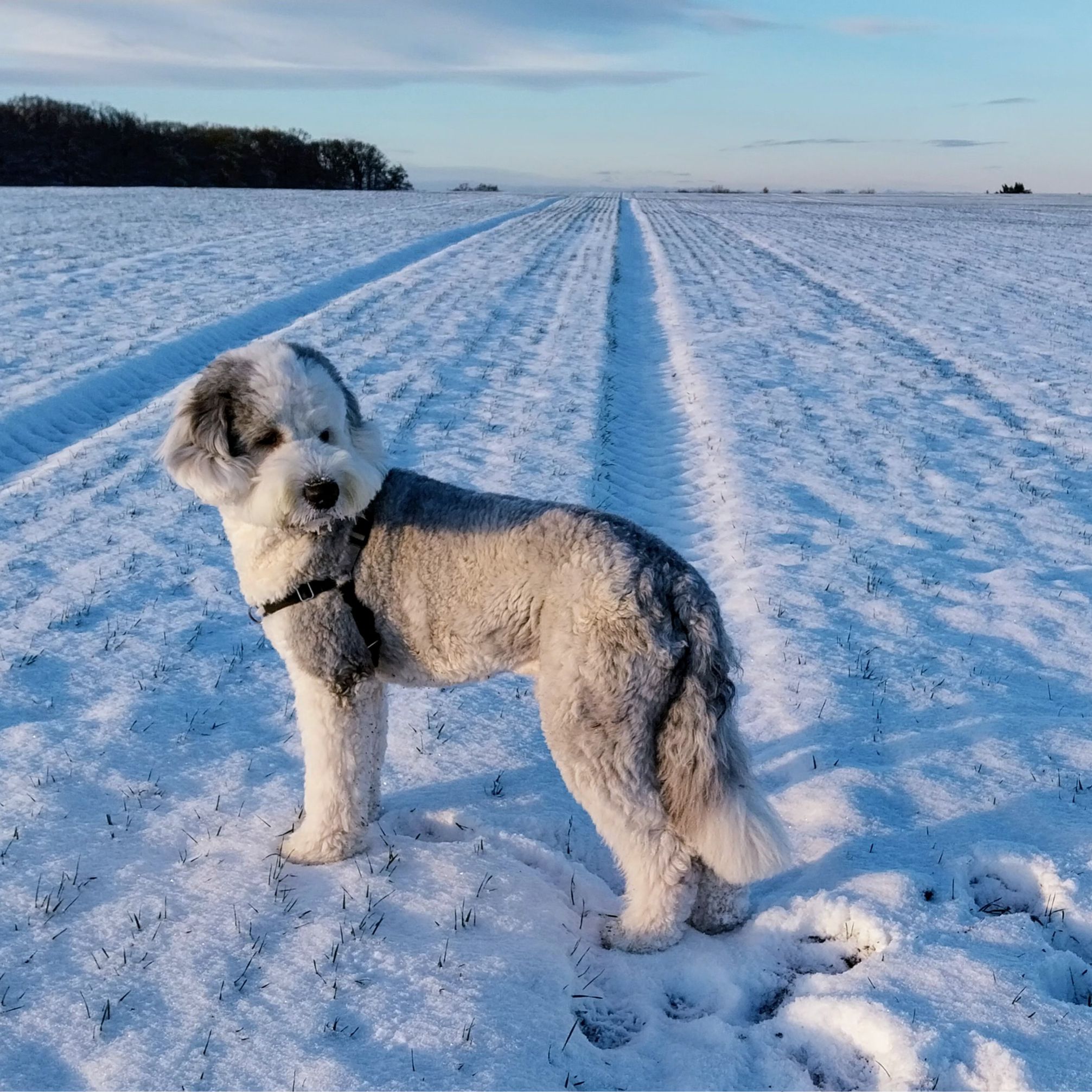 Soutěžní fotografie - Béďa,  Bobtail