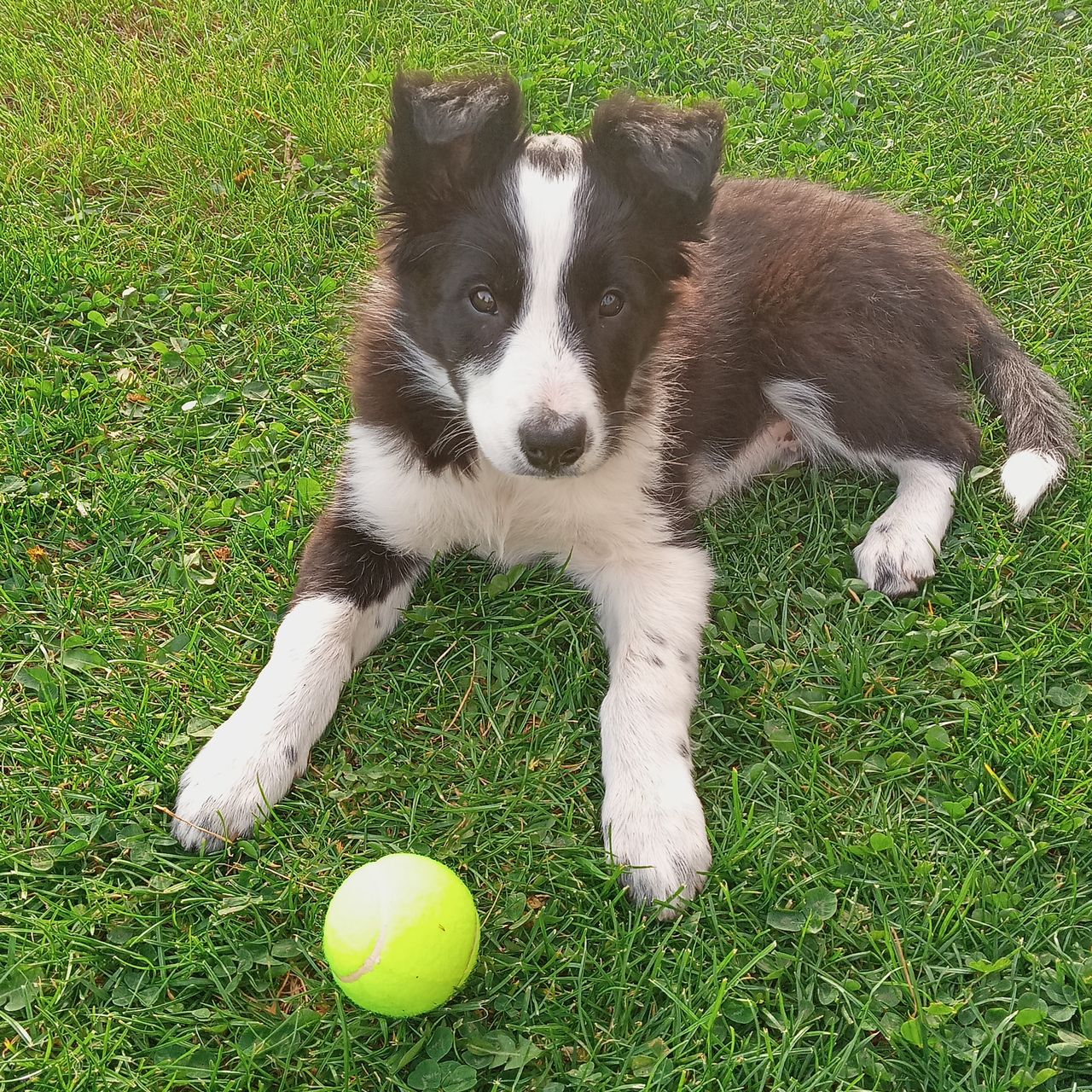 Soutěžní fotografie - Fido,  Border kolie