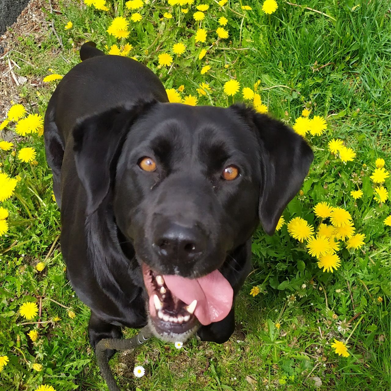 Soutěžní fotografie - Máša,  Labradorský retriever