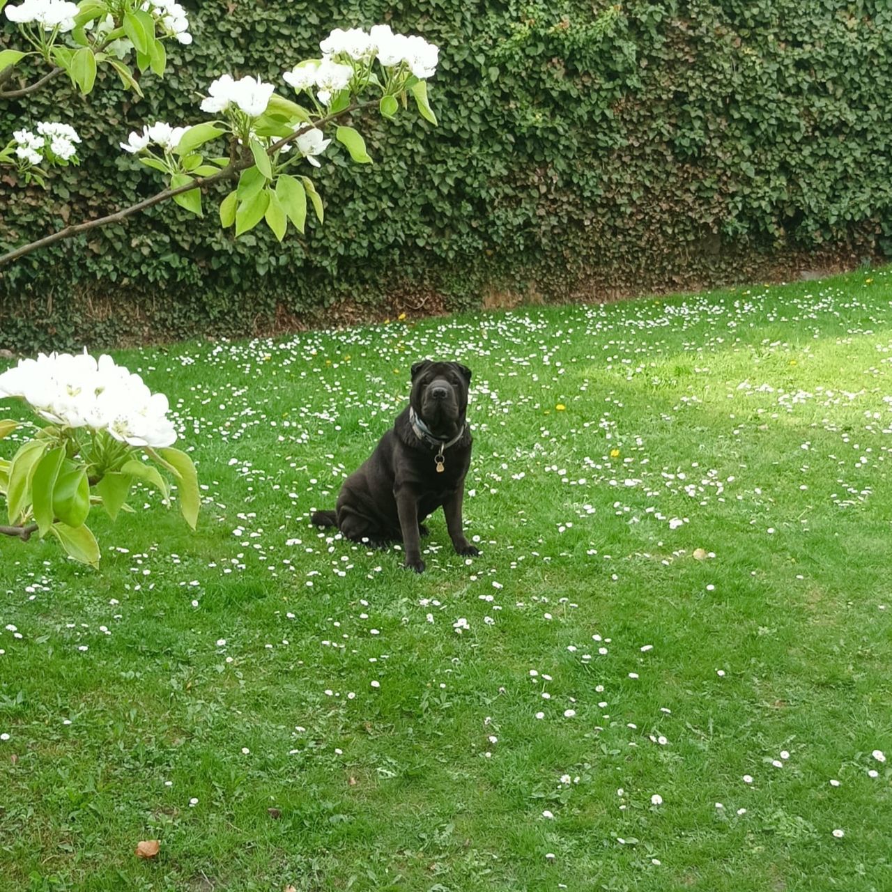 Soutěžní fotografie - LuckyBoy,  Shar-Pei