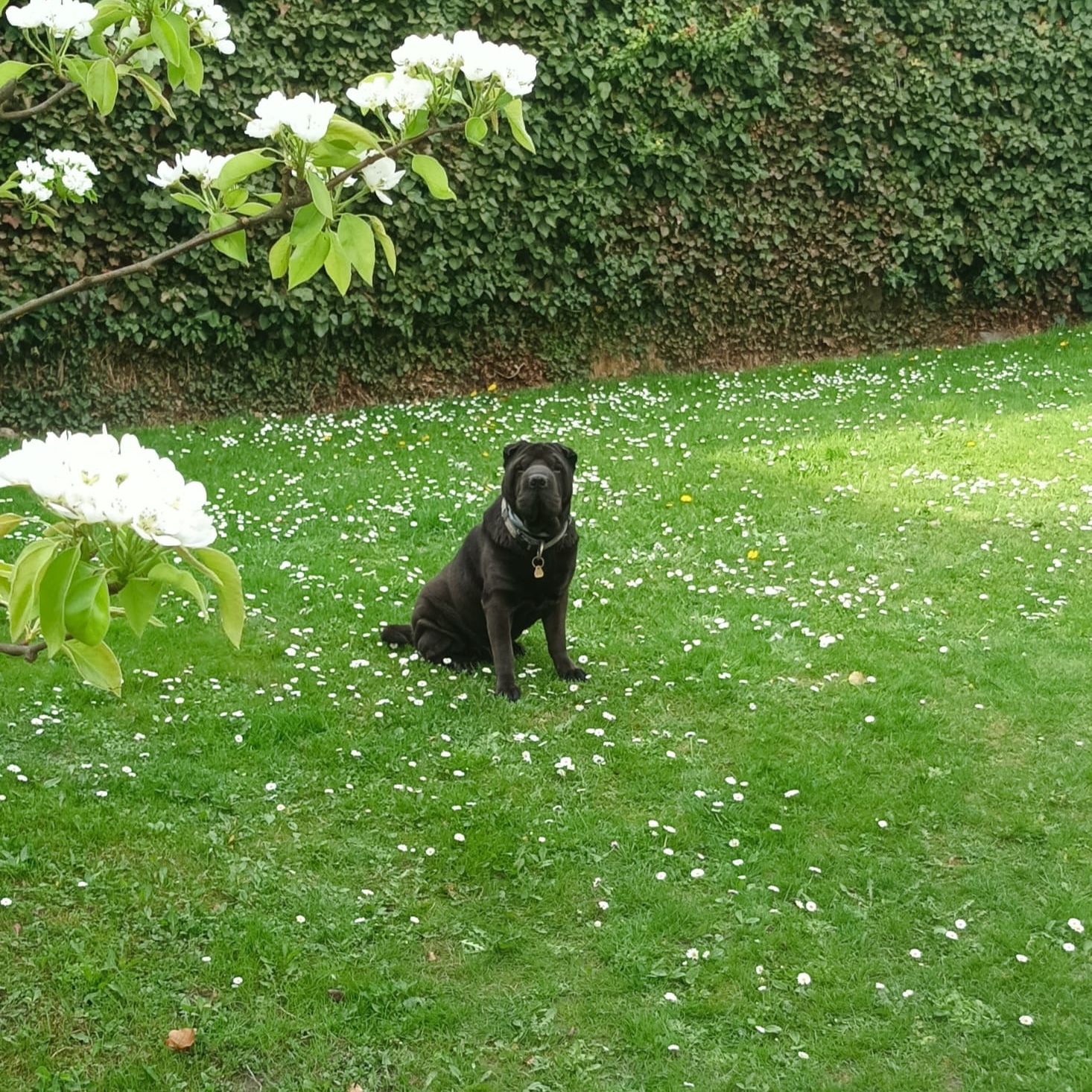 Soutěžní fotografie - LuckyBoy,  Shar-Pei