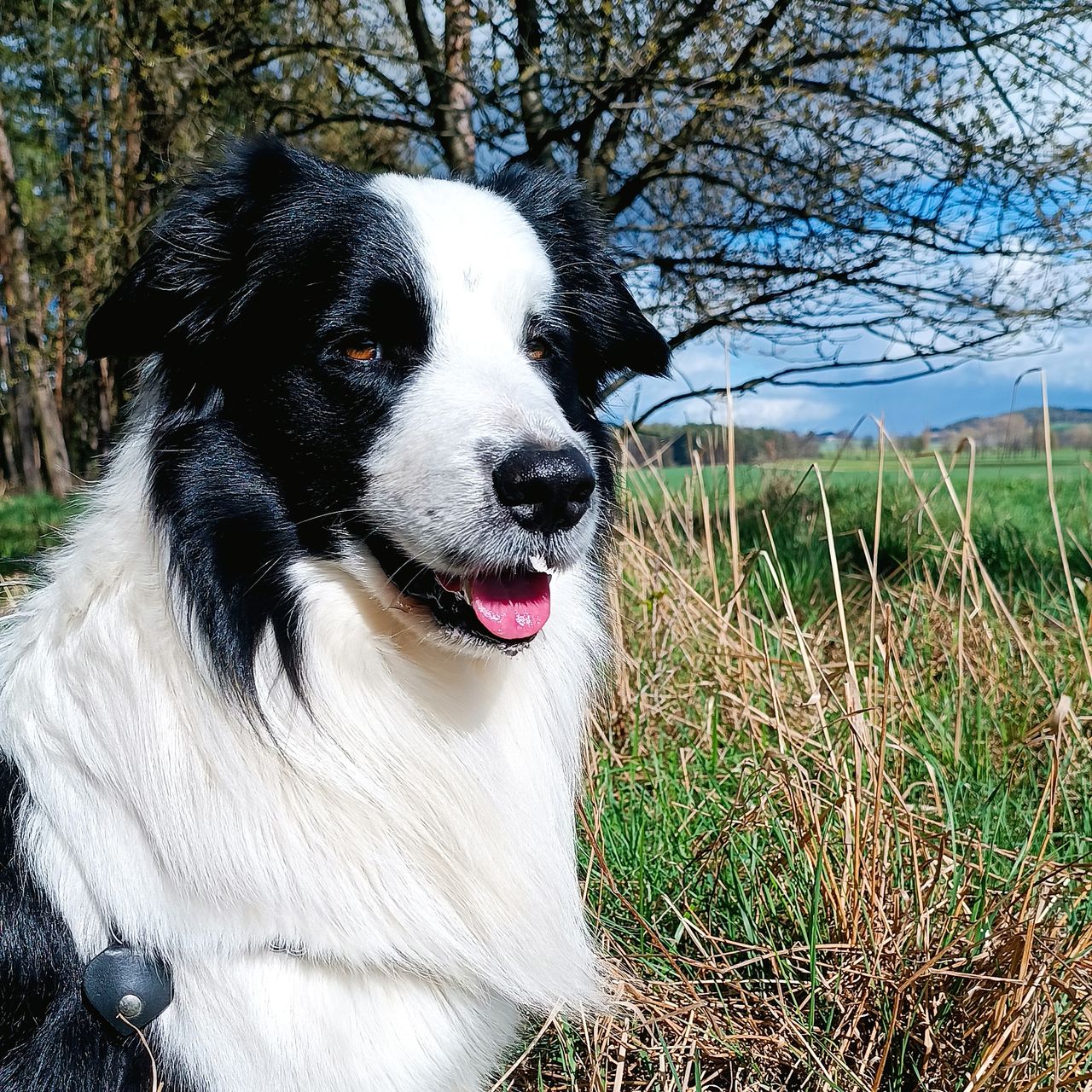 Soutěžní fotografie - Alfík,  Border kolie