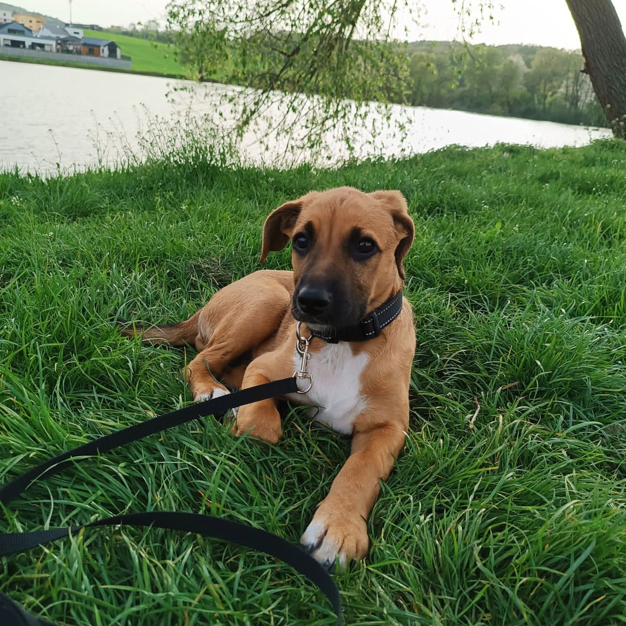 Soutěžní fotografie - Bailey,  Ostatní