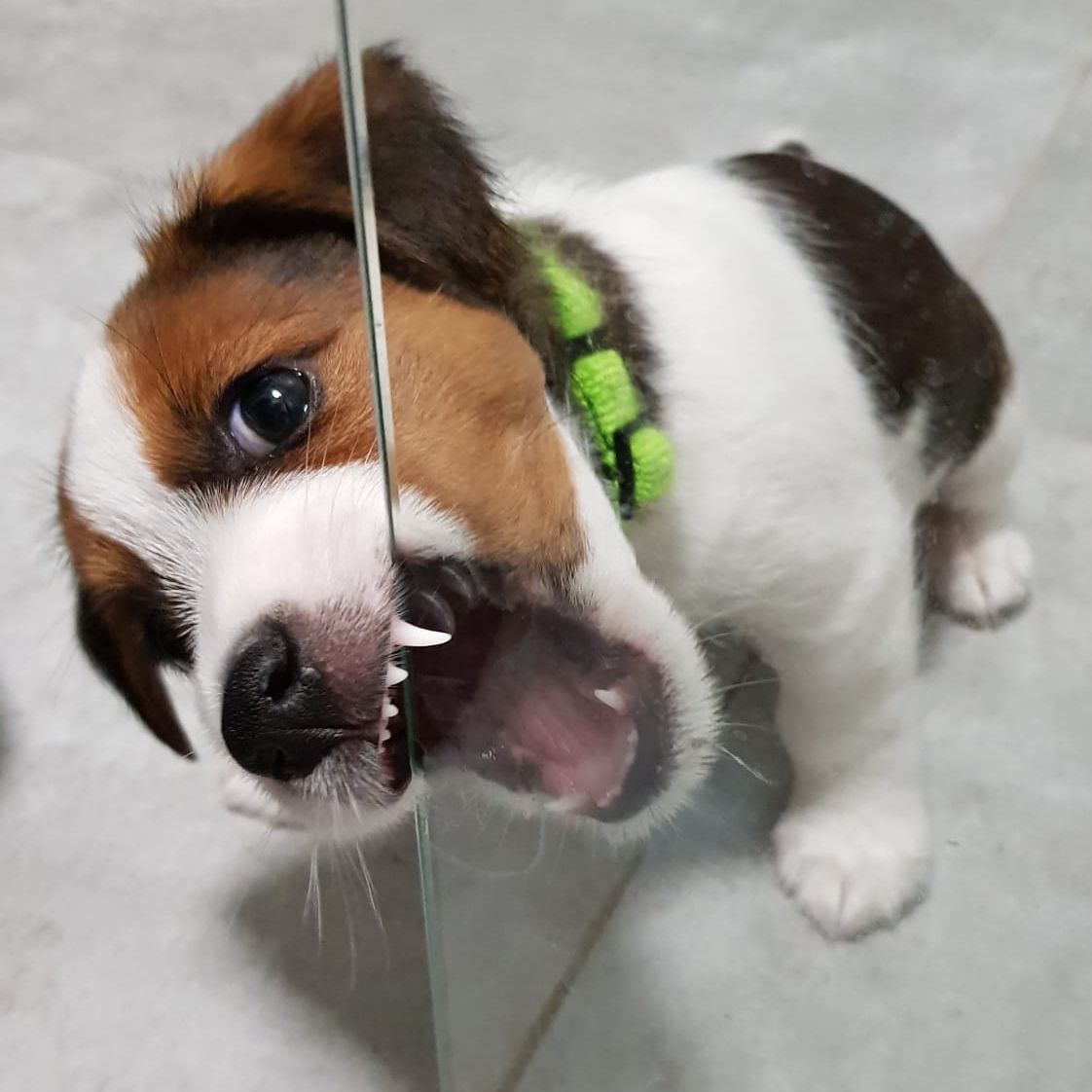 Soutěžní fotografie - JT,  Jack Russell Teriér