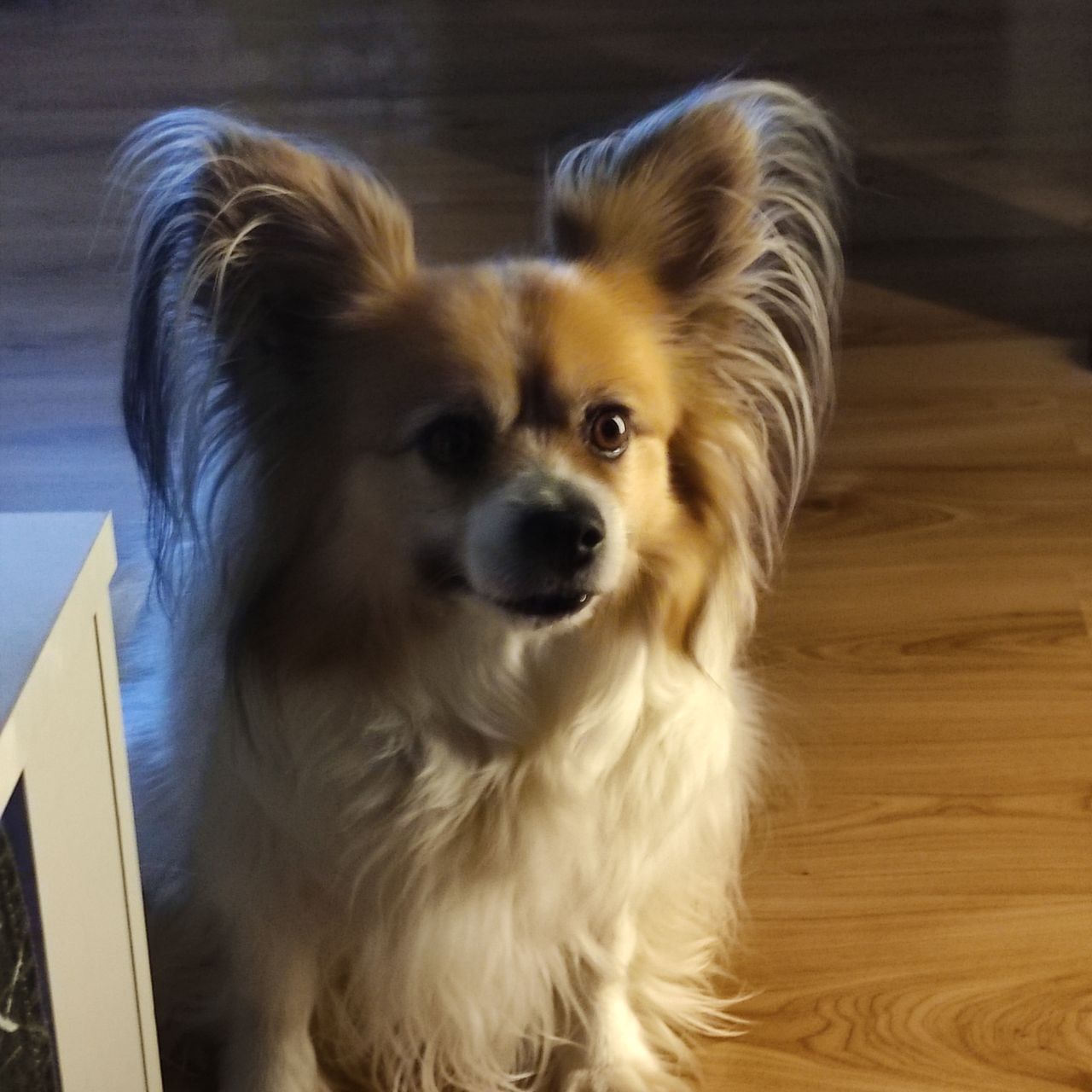 Soutěžní fotografie - Max,  Papillon