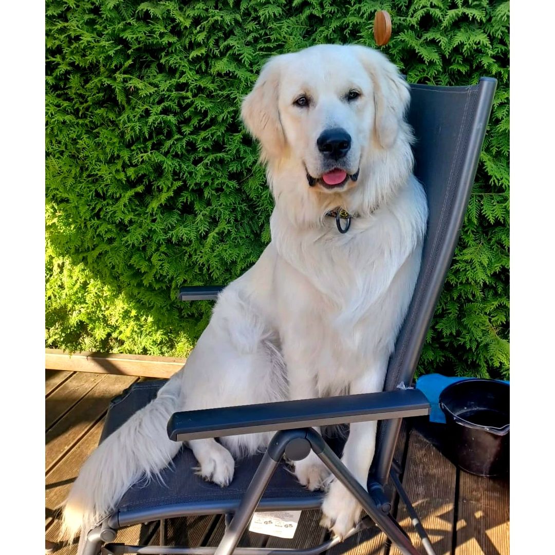 Soutěžní fotografie - Albi,  Zlatý retriever