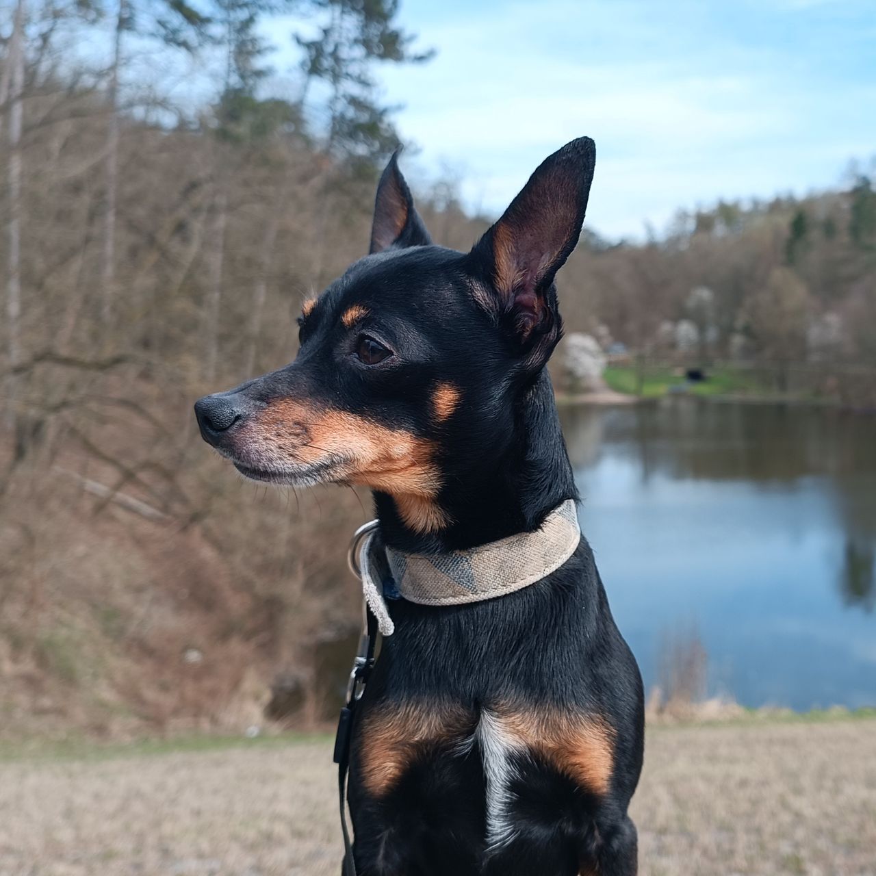 Soutěžní fotografie - Ferda,  Pražský krysařík