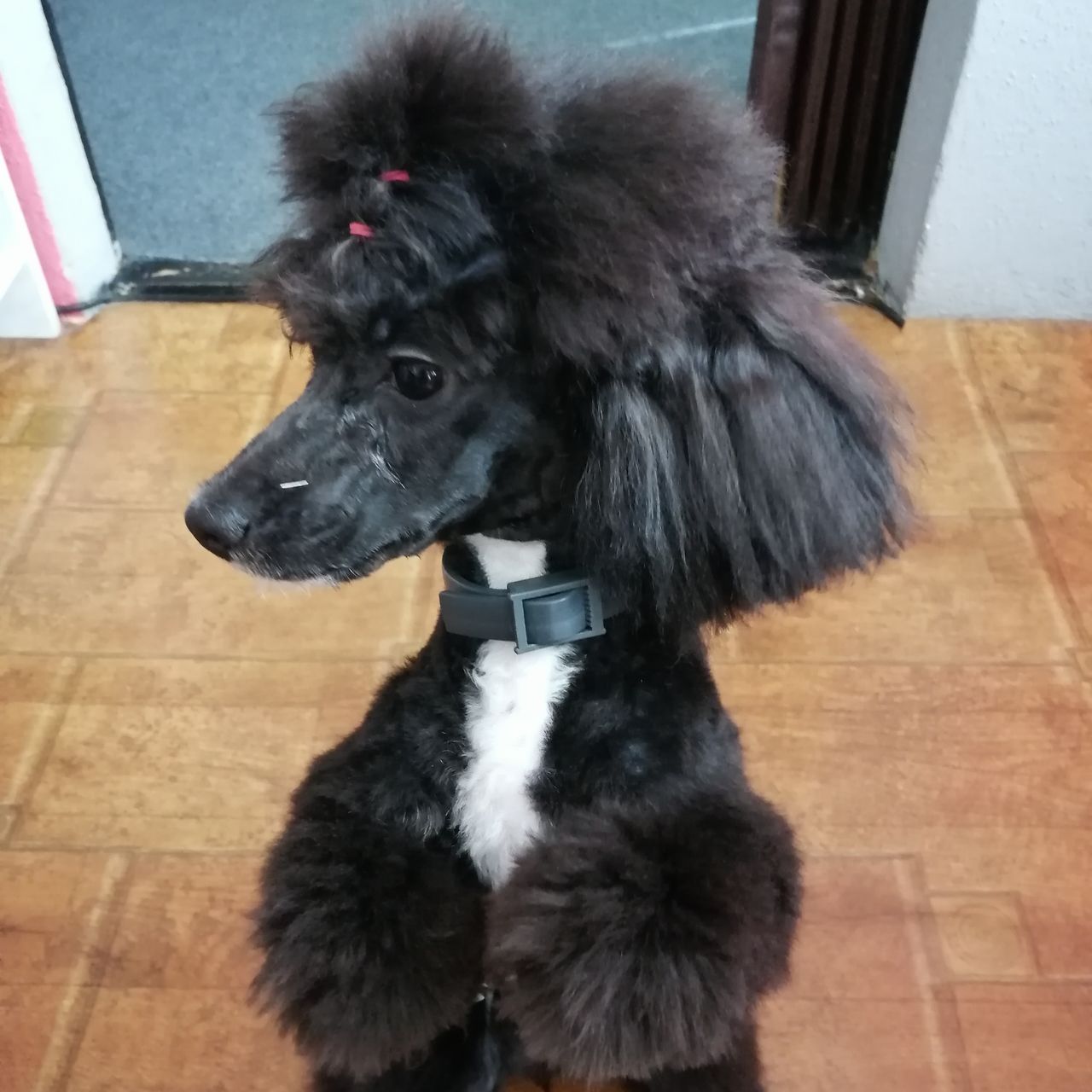 Soutěžní fotografie - Viky,  Pudl