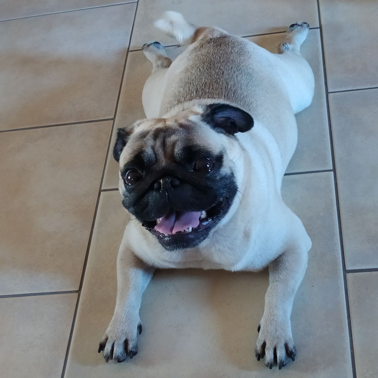 Soutěžní fotografie - Míša,  Mops