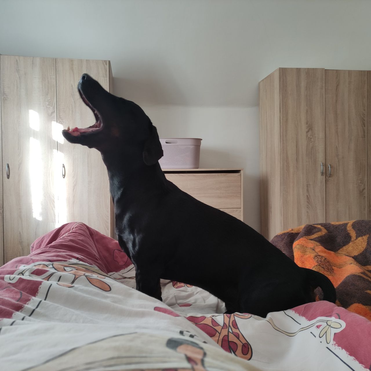 Soutěžní fotografie - Nero ,  Ostatní
