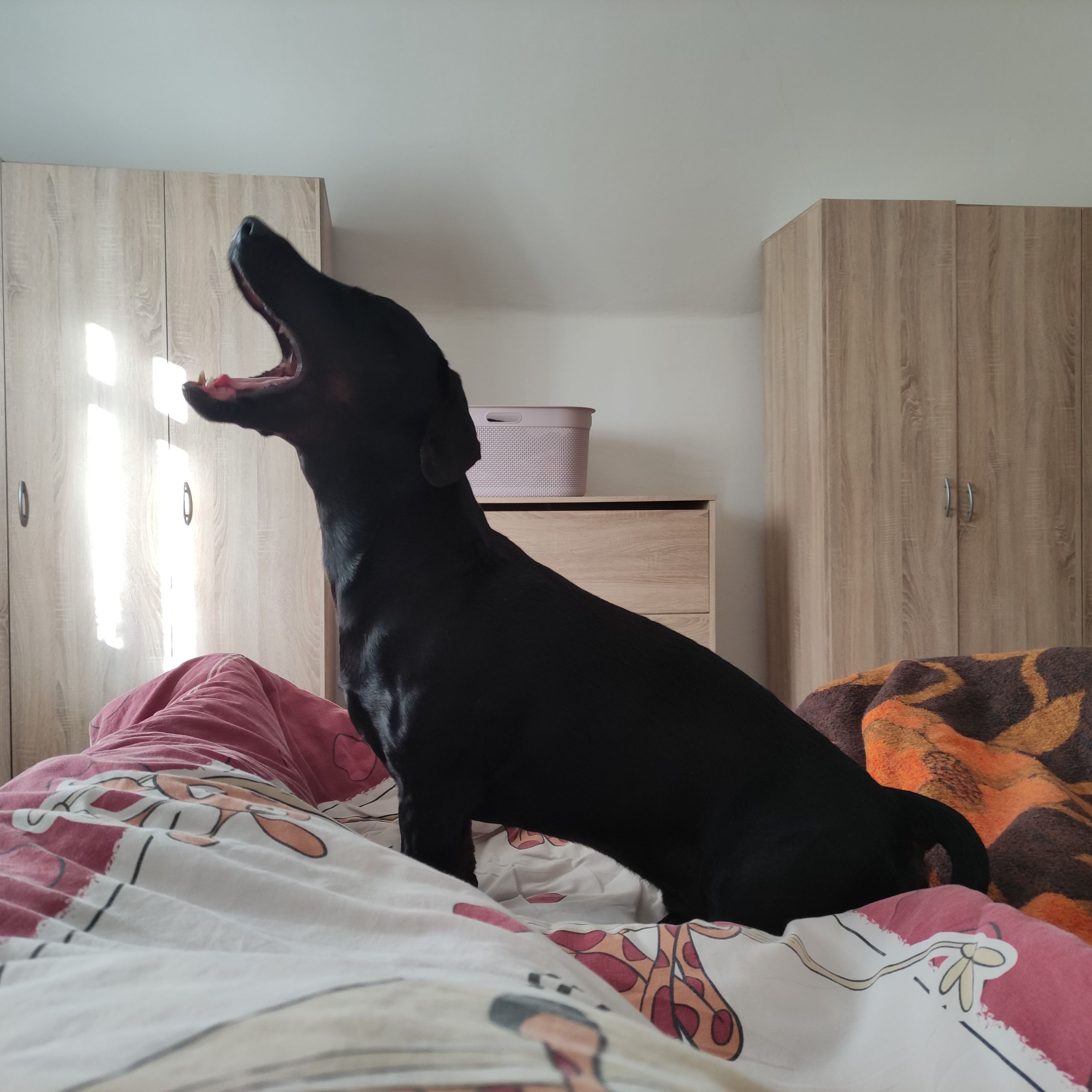 Soutěžní fotografie - Nero ,  Ostatní