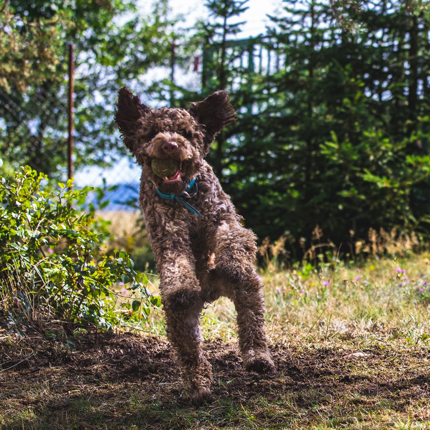 Soutěžní fotografie - BEN,  Lagotto romagnolo