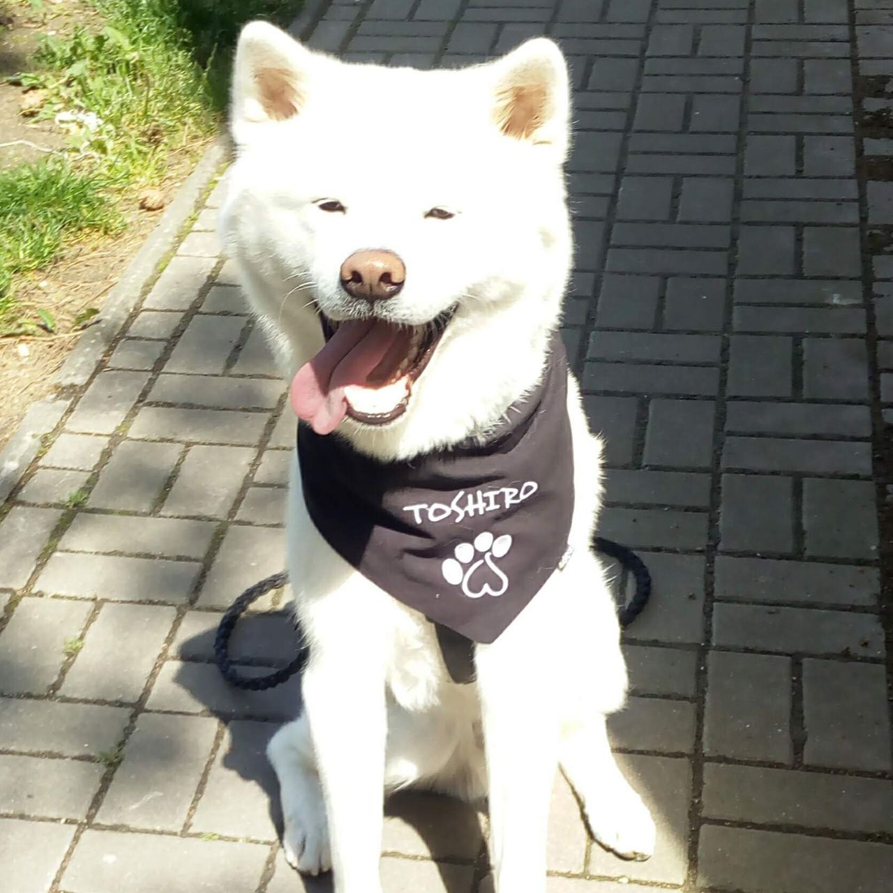 Soutěžní fotografie - Toshíro,  Akita