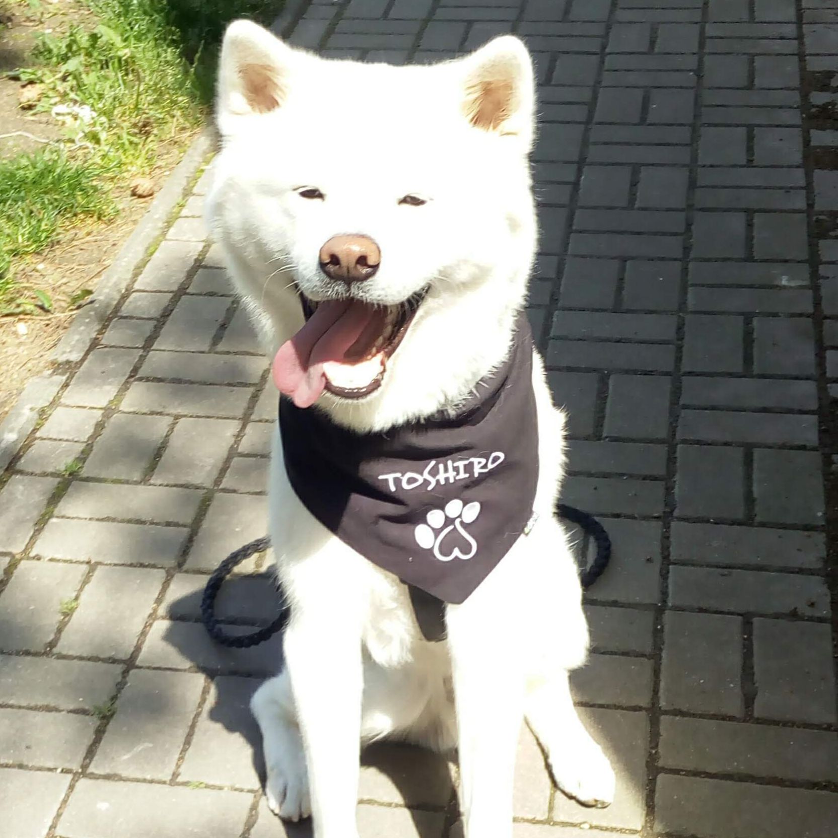 Soutěžní fotografie - Toshíro,  Akita