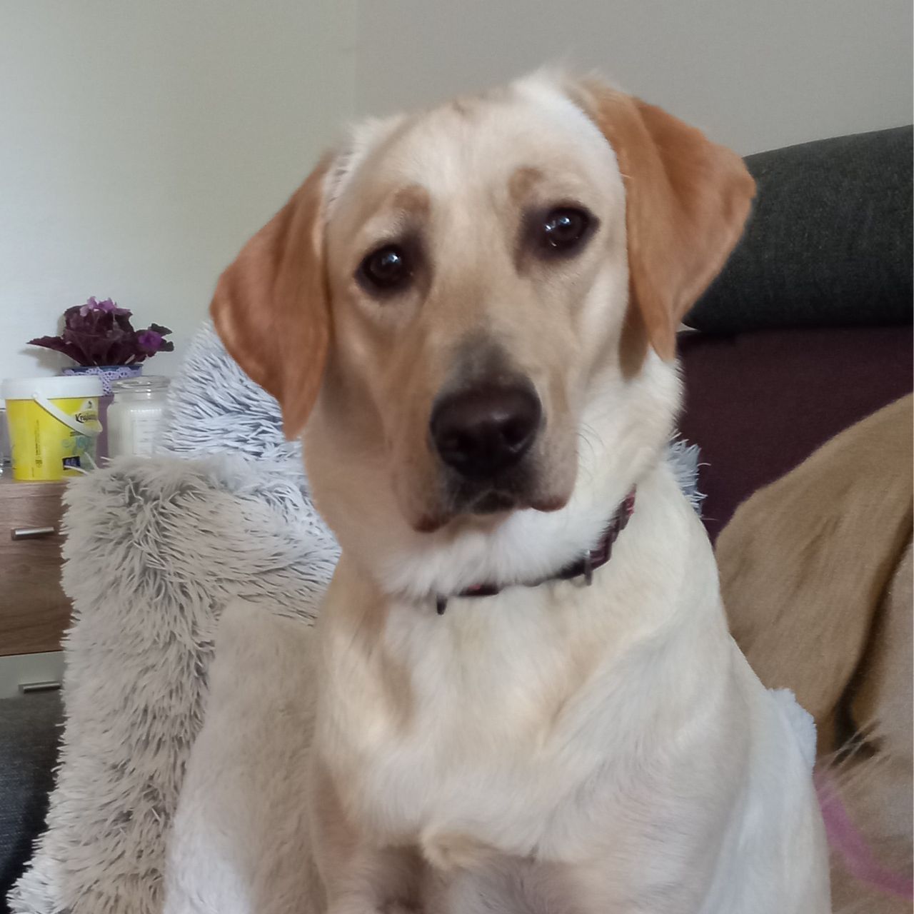 Soutěžní fotografie - Keisi,  Labradorský retriever