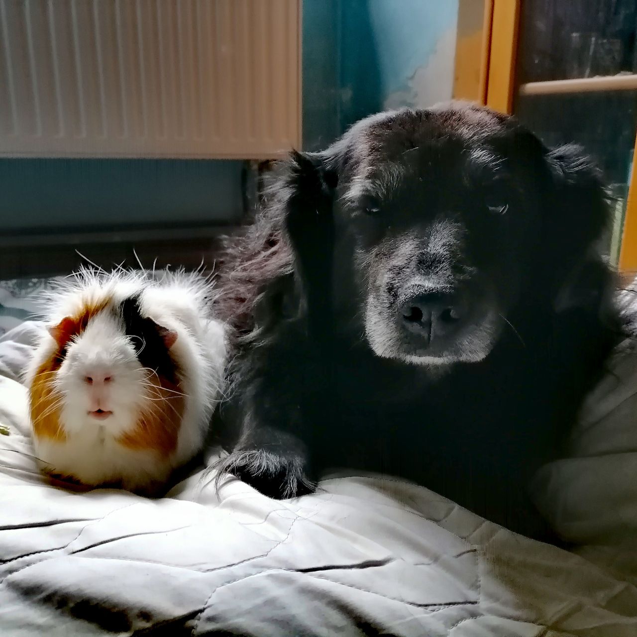 Soutěžní fotografie - Darinka ,  Ostatní
