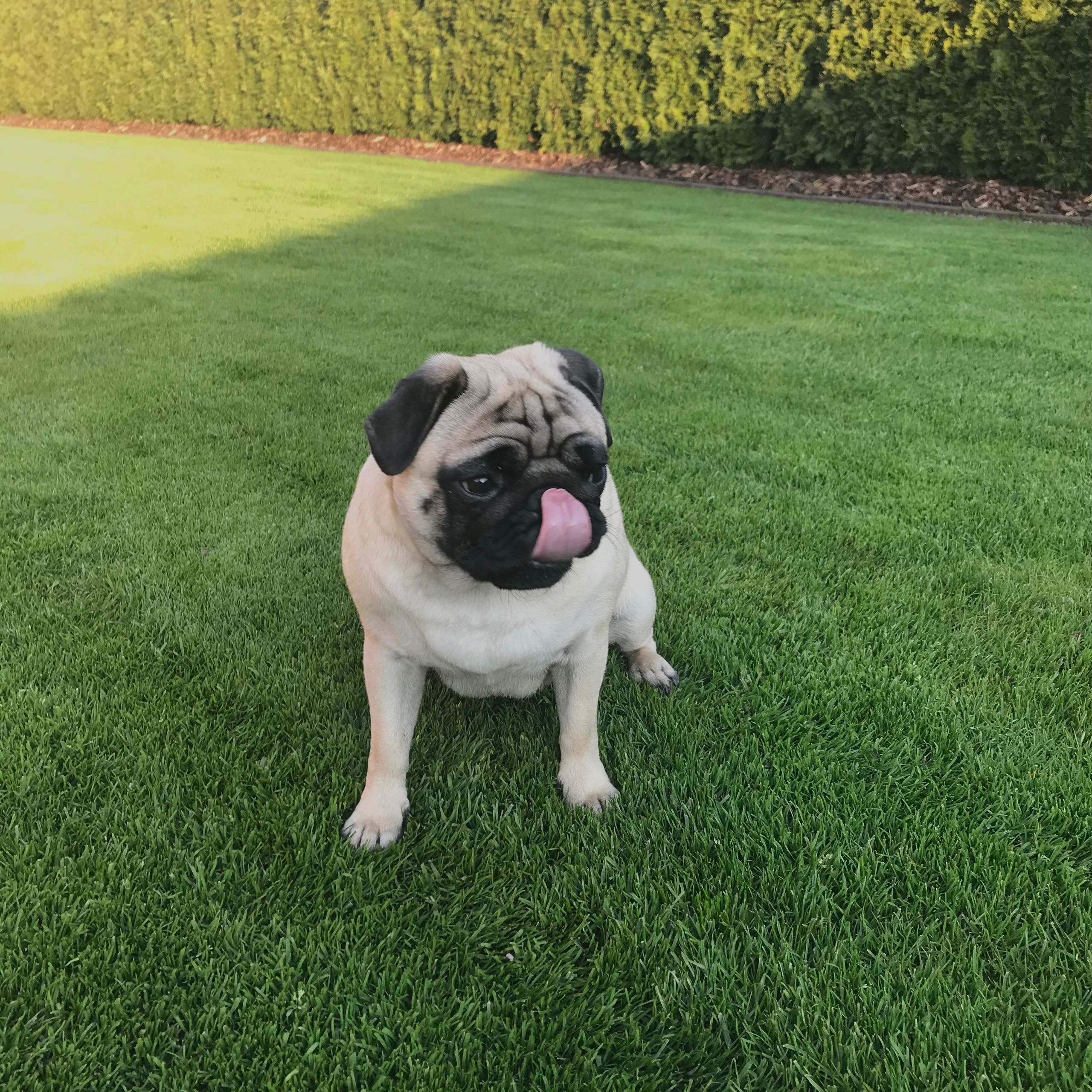 Soutěžní fotografie - Charllot,  Mops