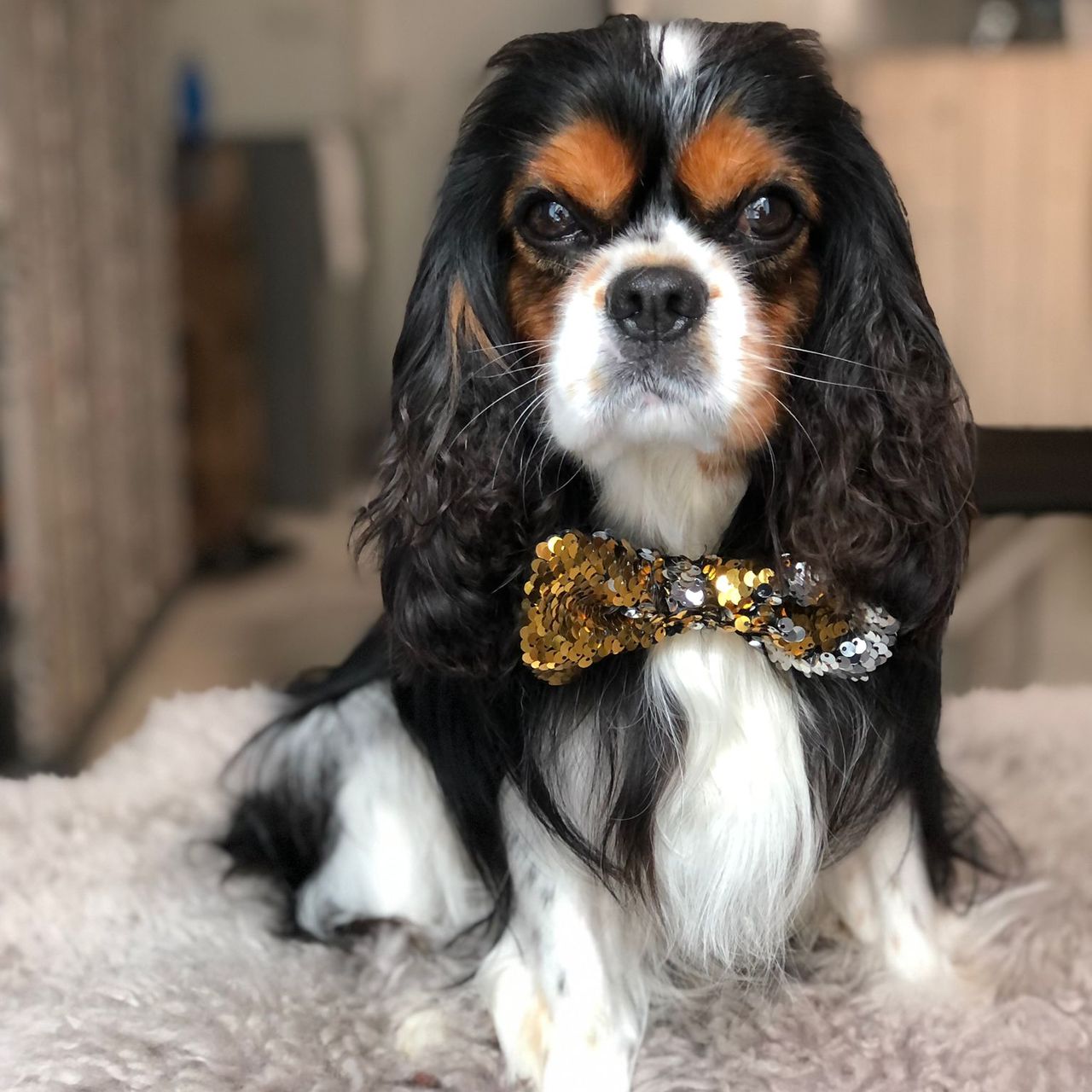Soutěžní fotografie - Ludvík,  Kavalír King Charles španěl