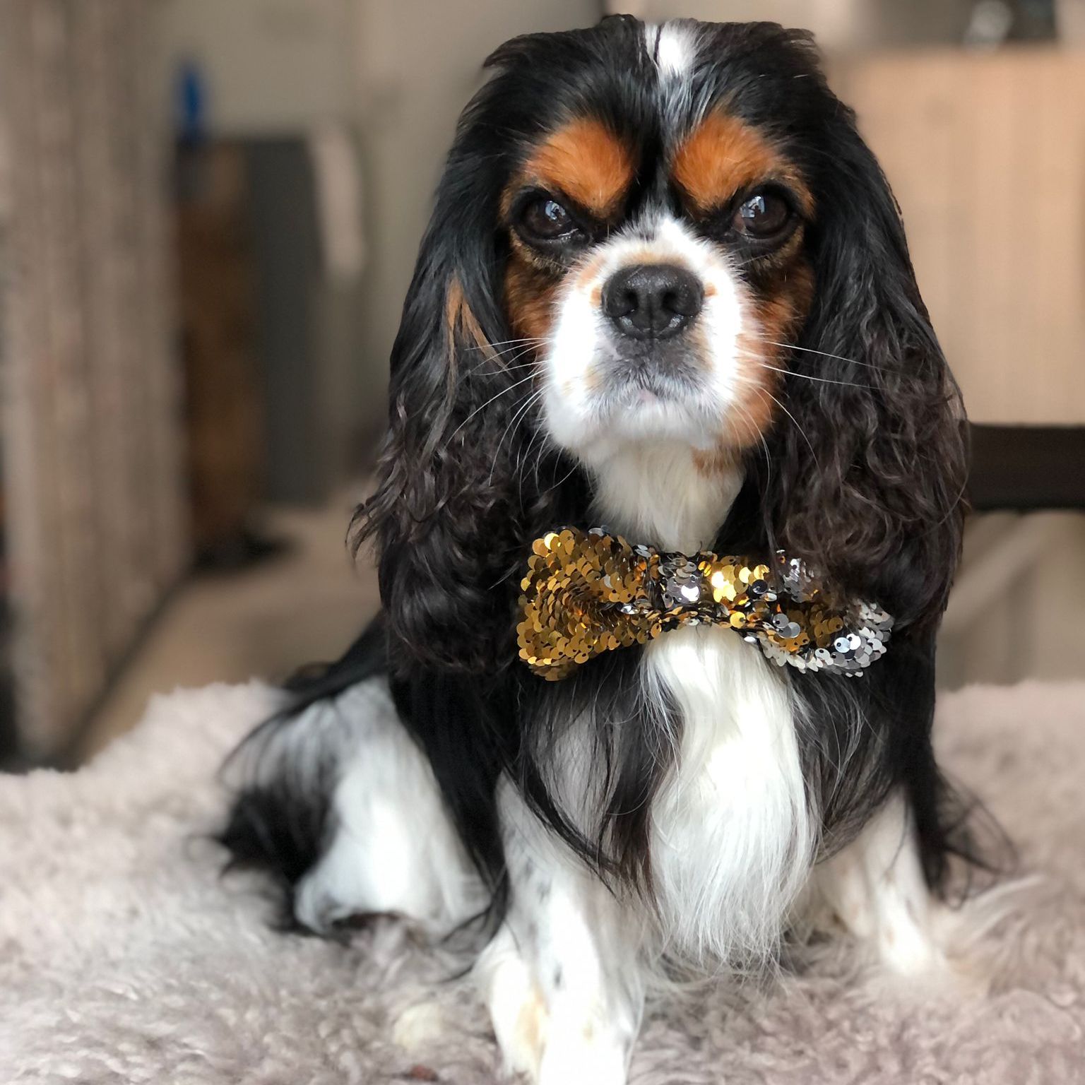 Soutěžní fotografie - Ludvík,  Kavalír King Charles španěl